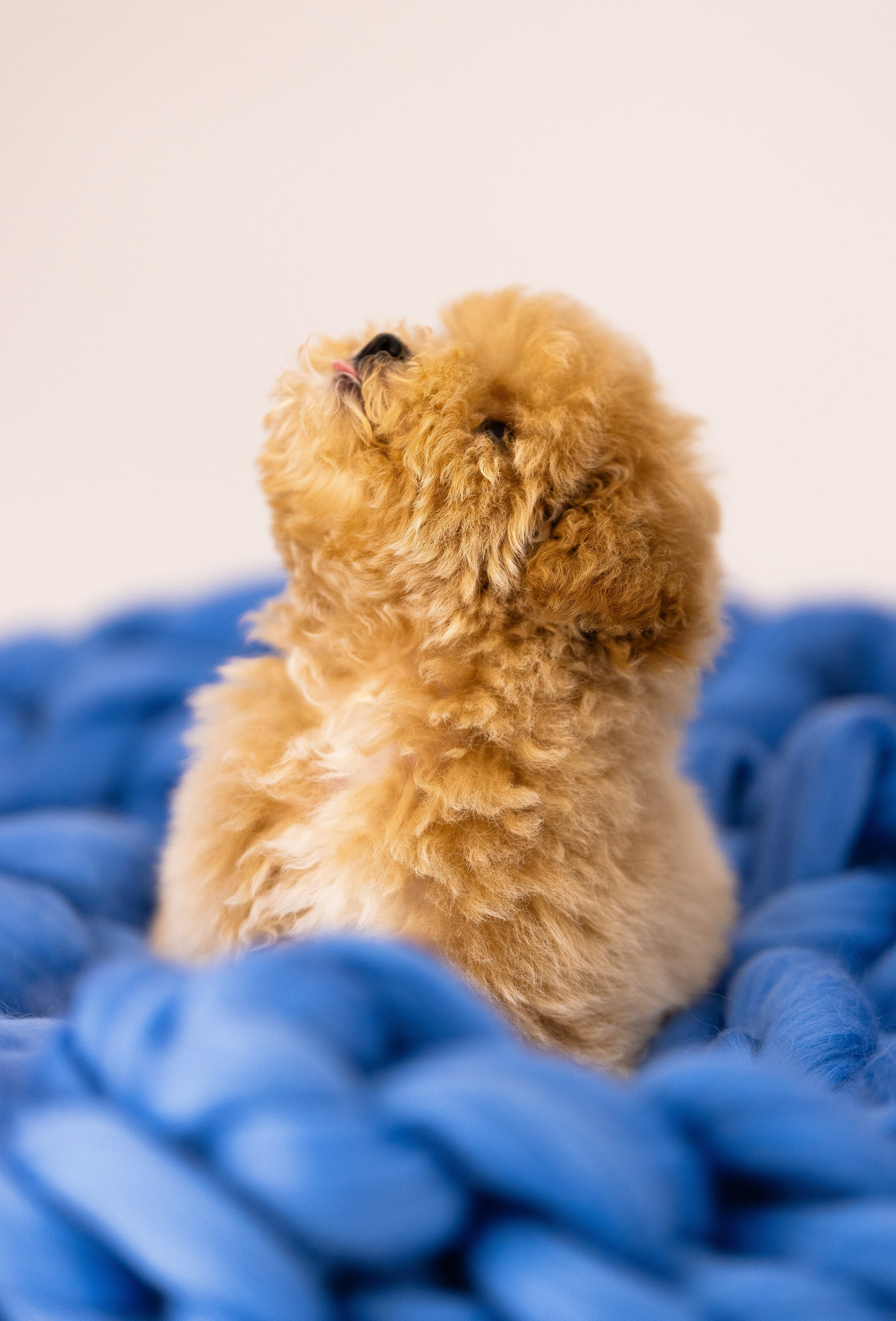 Мальтипу. Фотограф и видеограф анималист Аганина Дарья