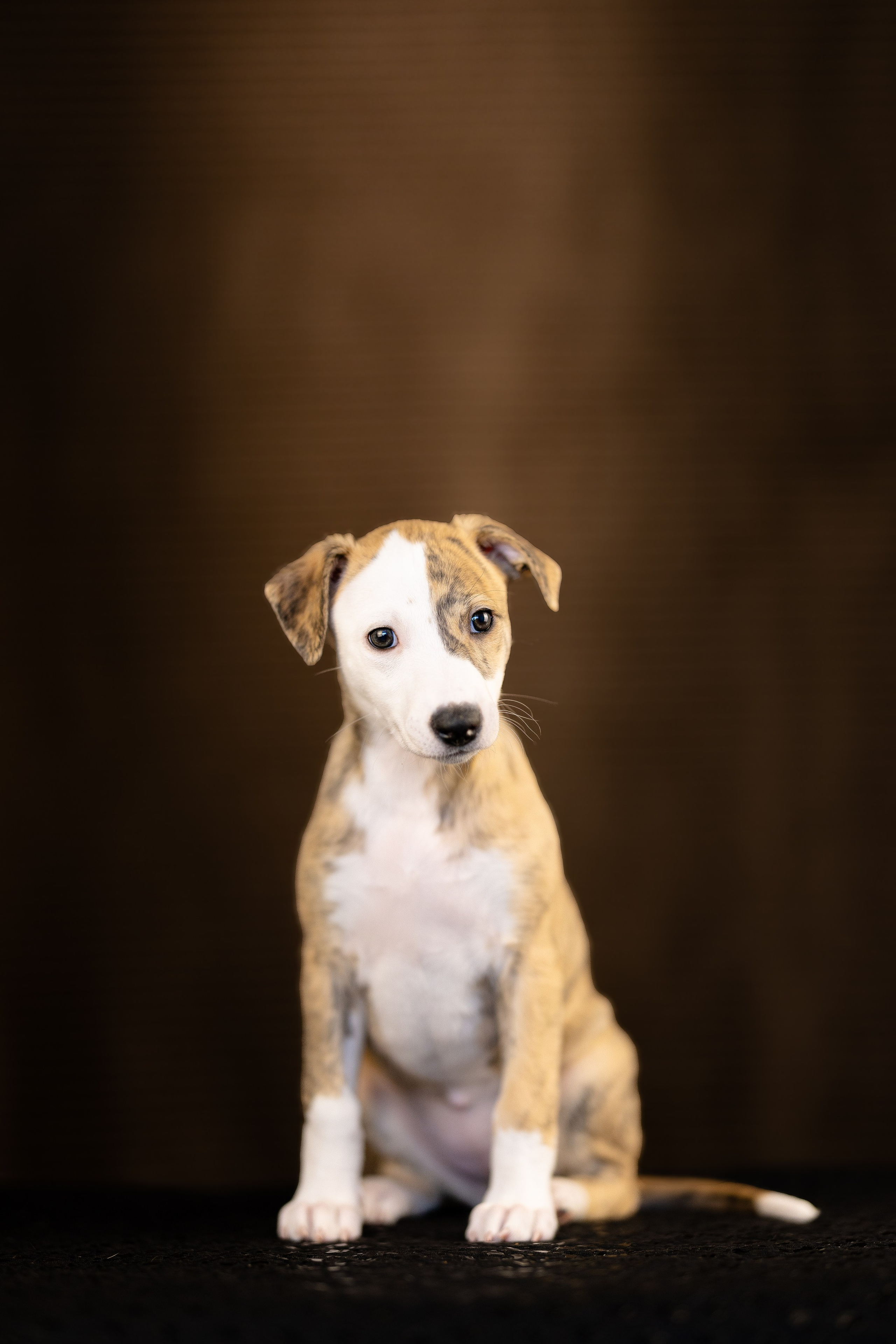 Уиппет. Фотограф и видеограф анималист Аганина Дарья