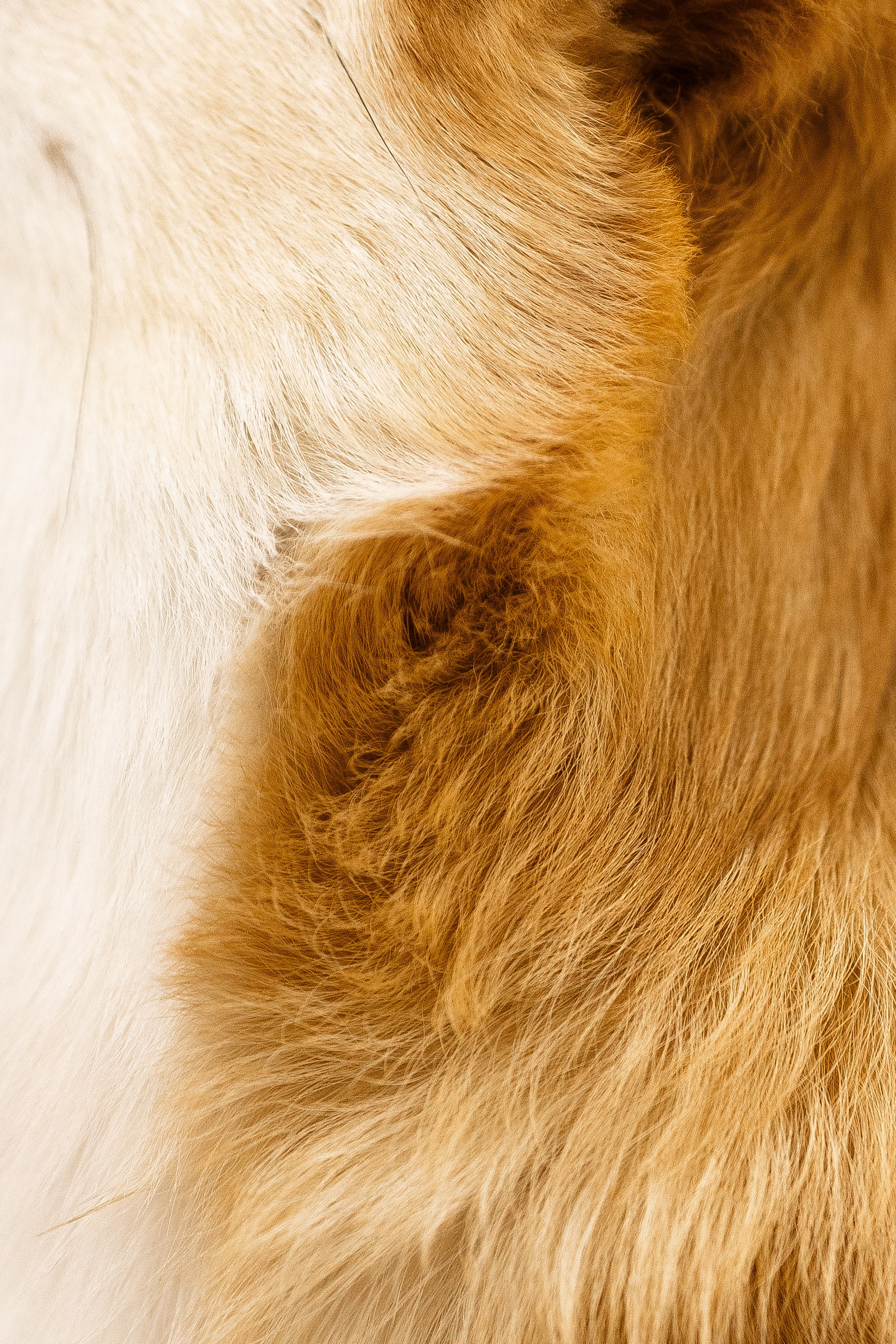 Корги. Фотограф и видеограф анималист Аганина Дарья