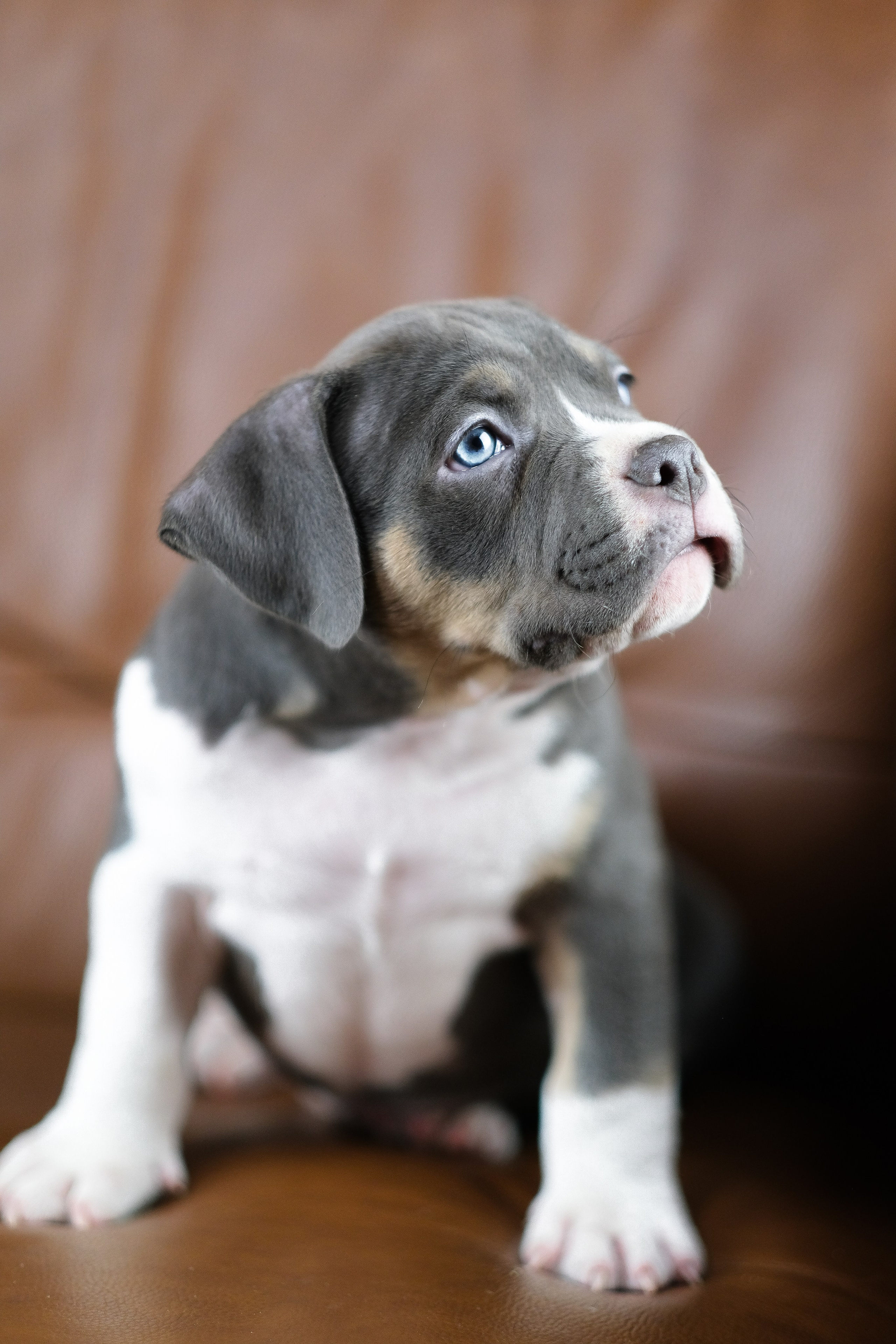 Американский Булли. Фотограф и видеограф анималист Аганина Дарья