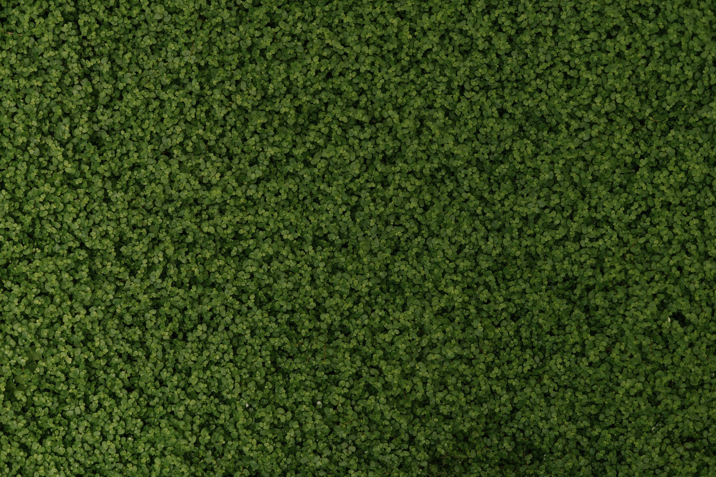 Оля и Артем. Свадебный фотограф, фотограф беременности Дарья Доценко