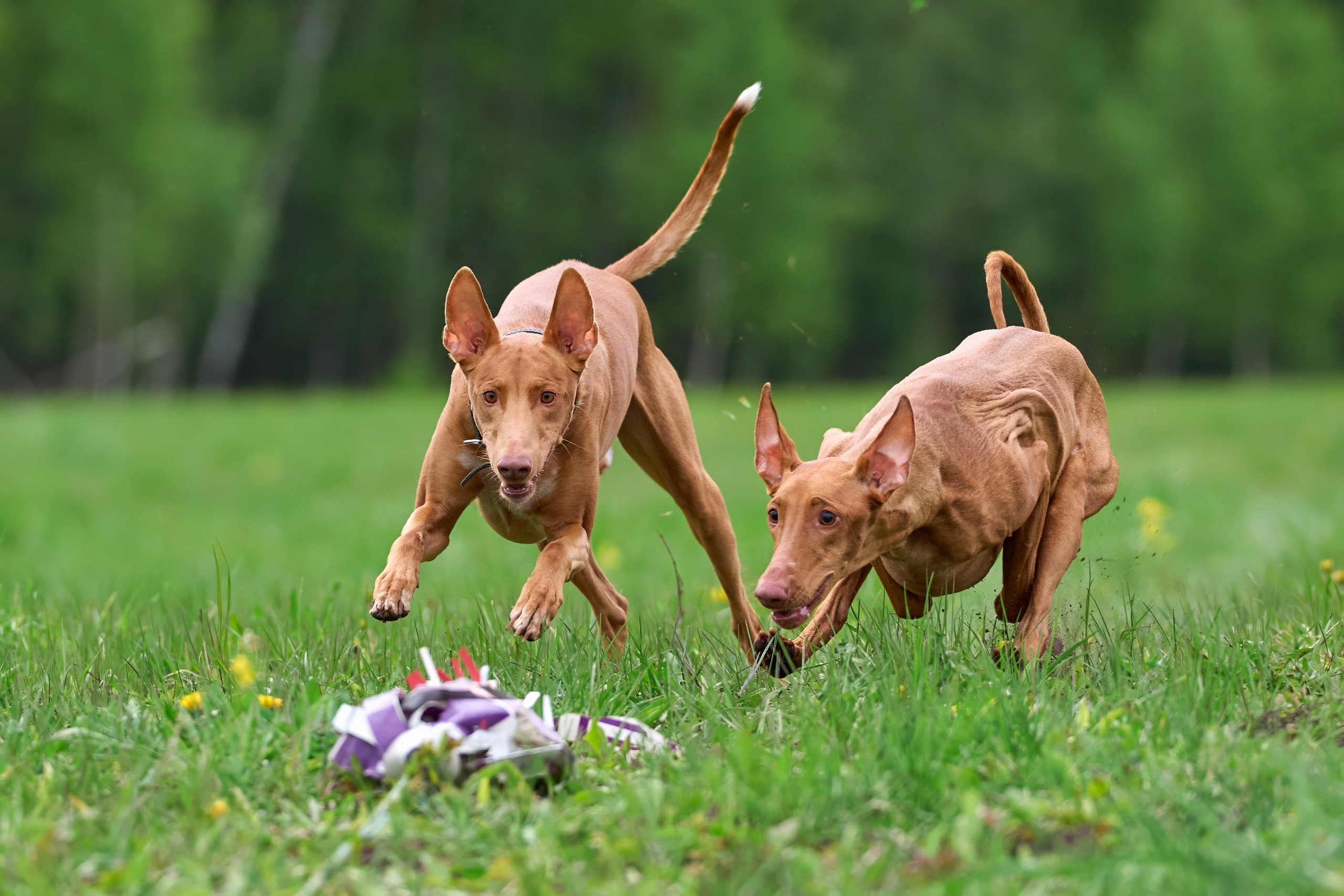Тренировка по курсингу Донино. Фотограф-анималист Михаил Манухин