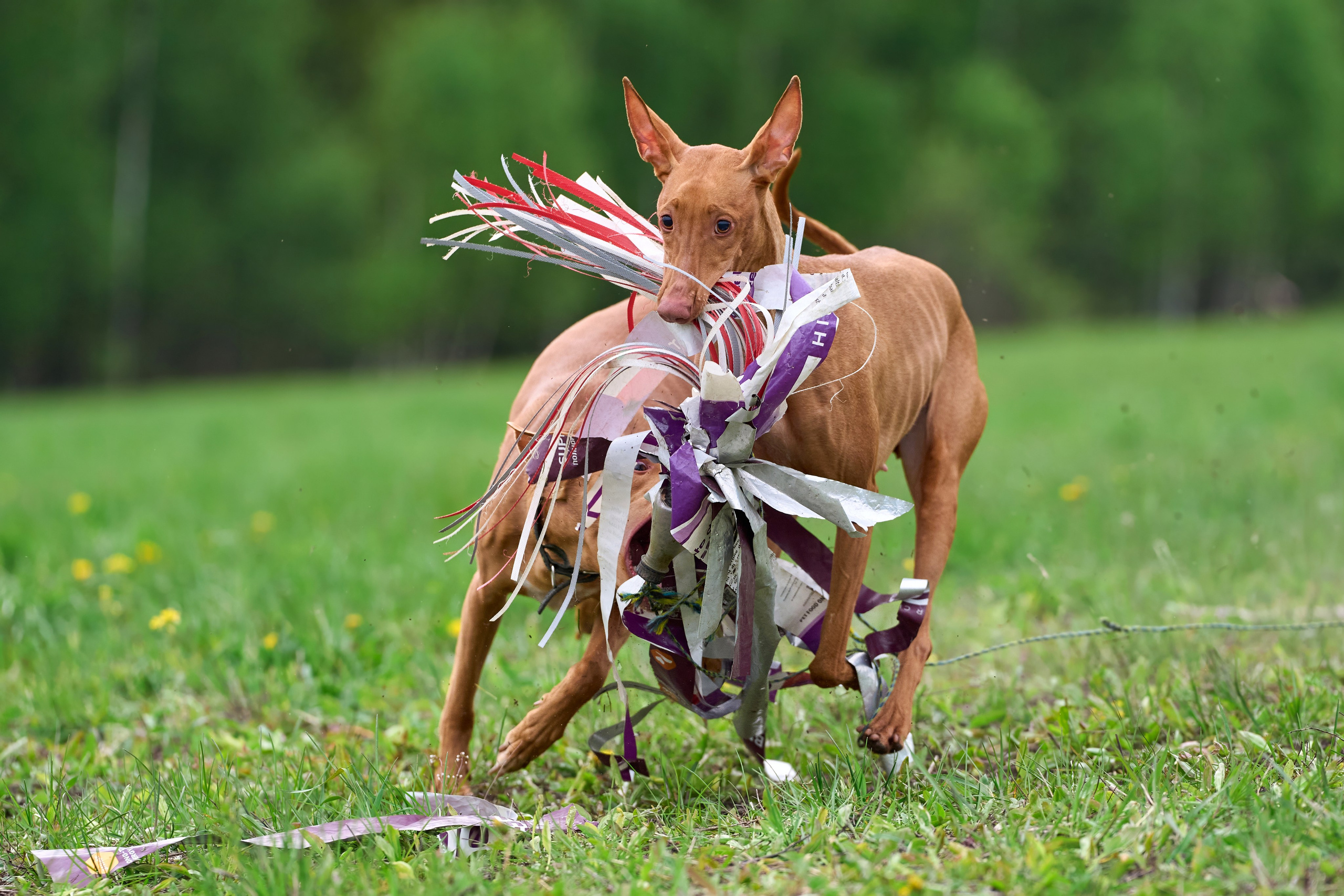 Тренировка по курсингу Донино. Фотограф-анималист Михаил Манухин
