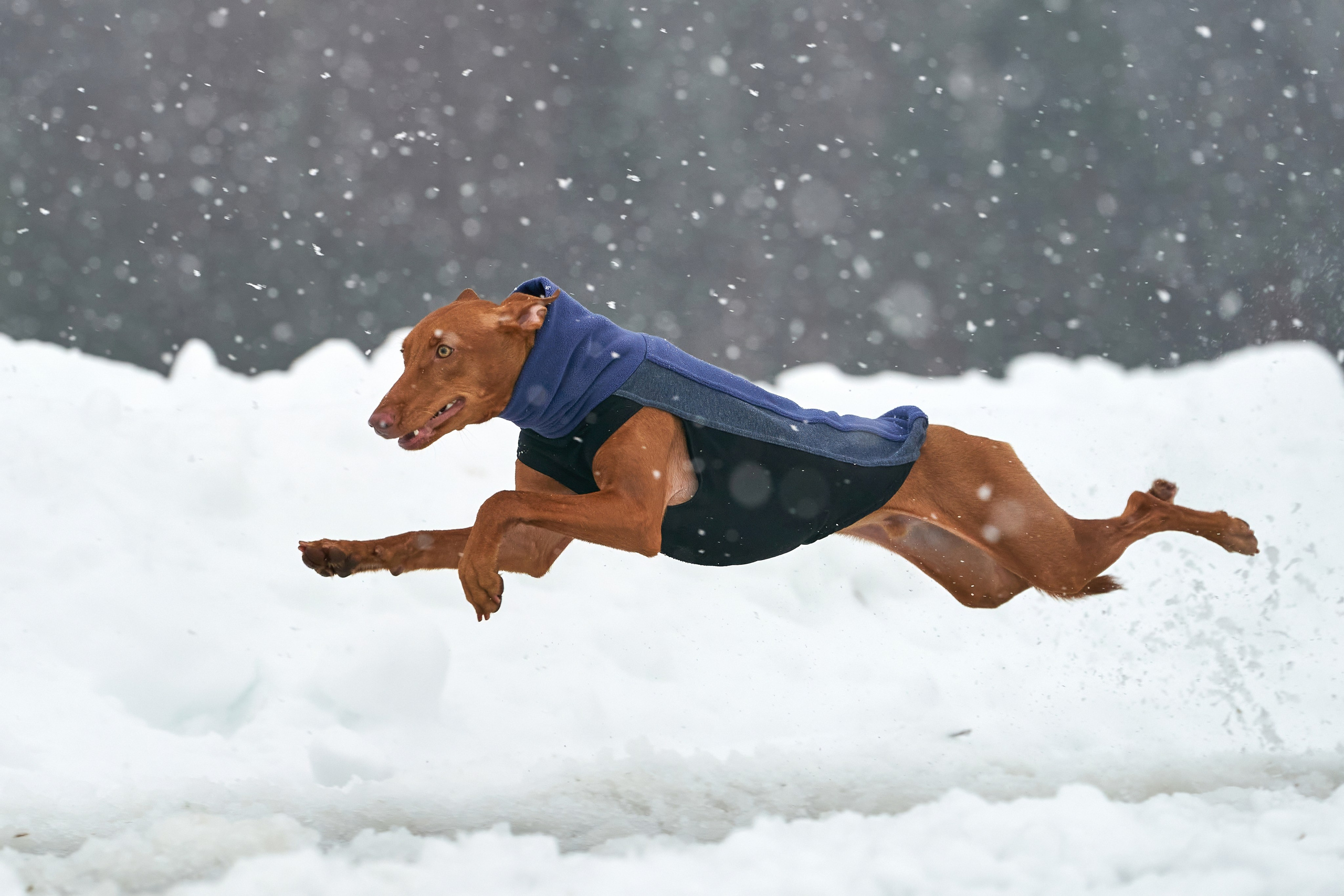 Репортажная съемка. Фотограф-анималист Михаил Манухин