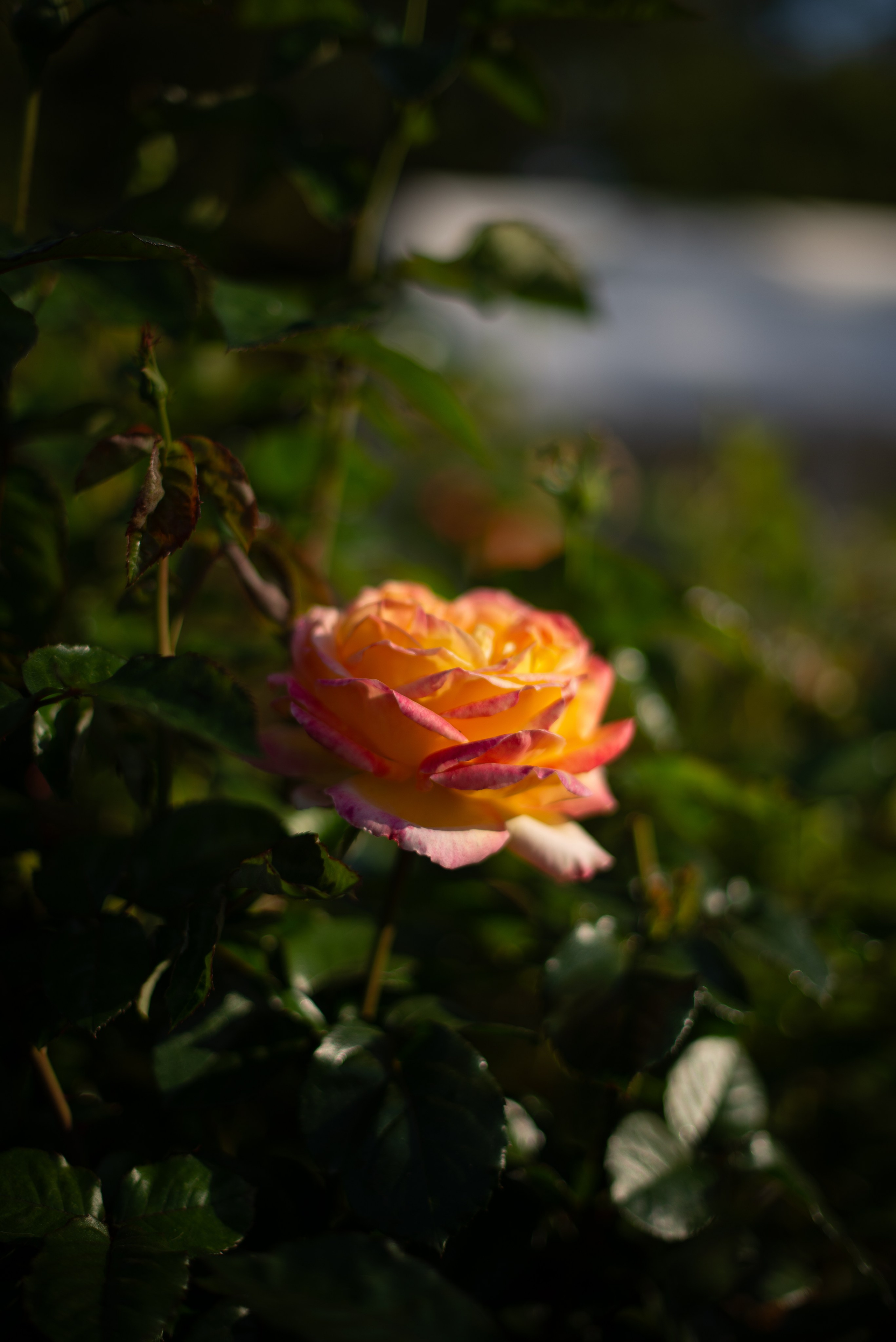 Цветы сада МГУ. Victoria Radjevna Репортажный Фотограф — Видеограф Москва • Санкт-Петербург