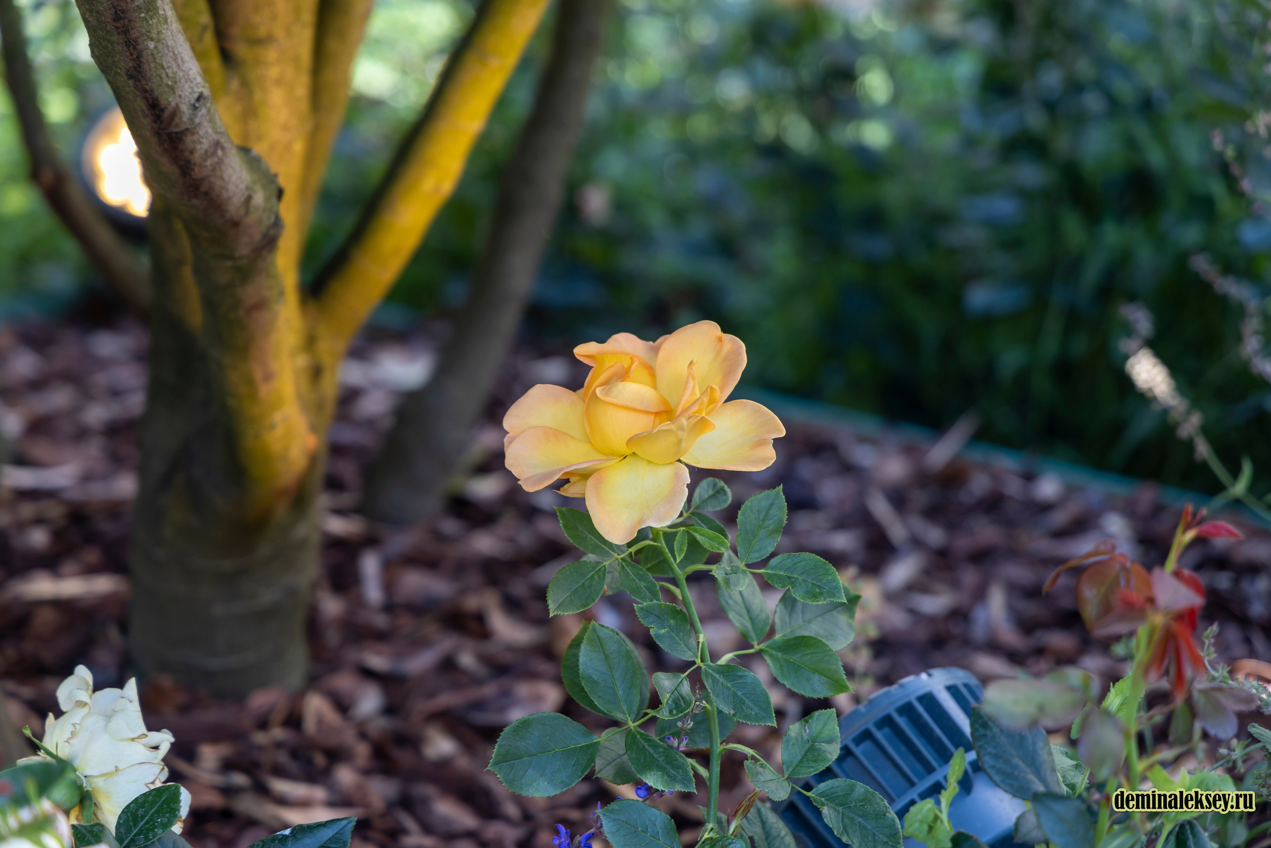 Фестиваль Дни индии на Манежной площади. Репортажный, семейный и студийный фотограф в Москве Демин Алексей