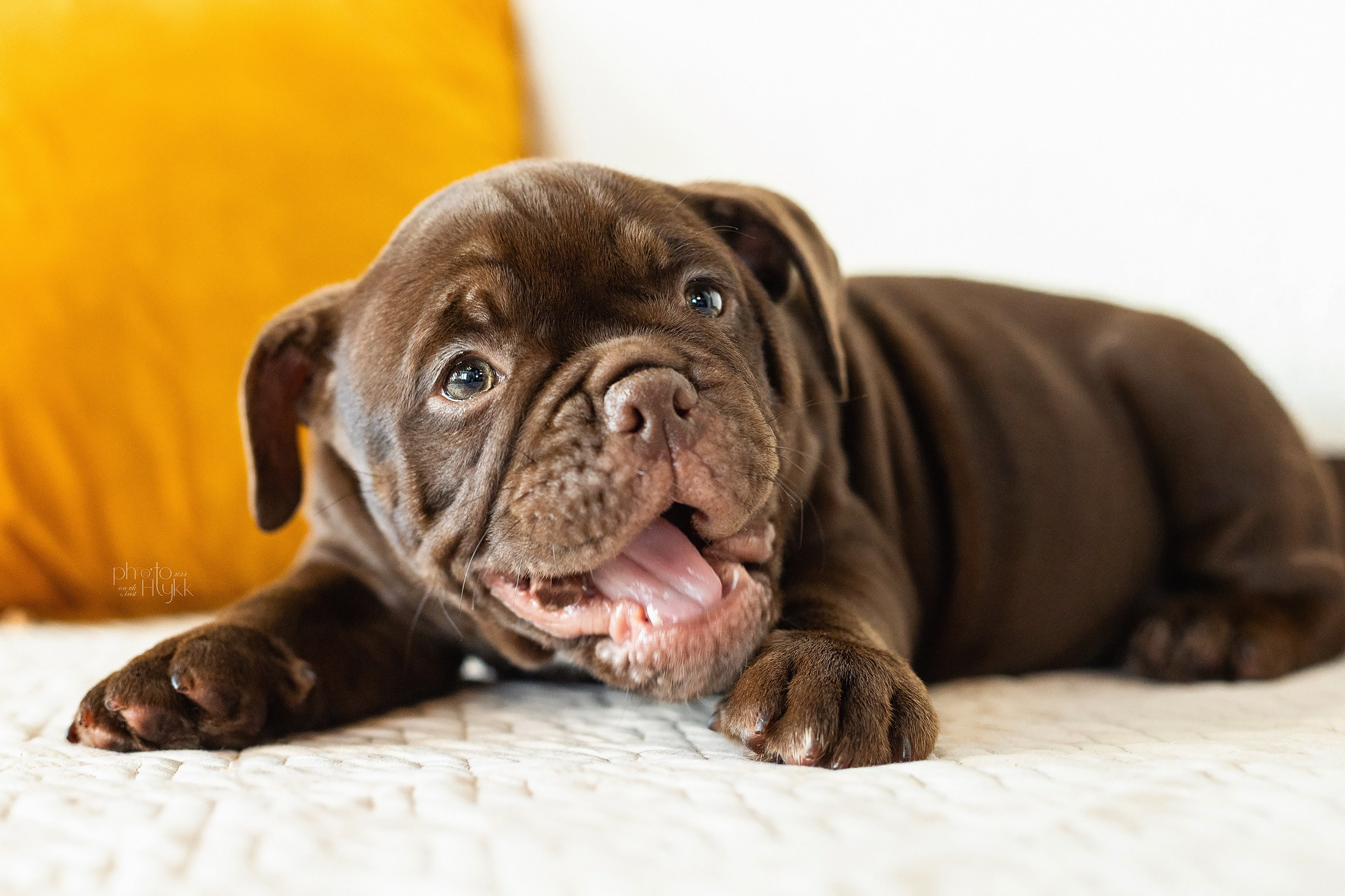 Щенки Американского булли + кошечка. Htykk_photo