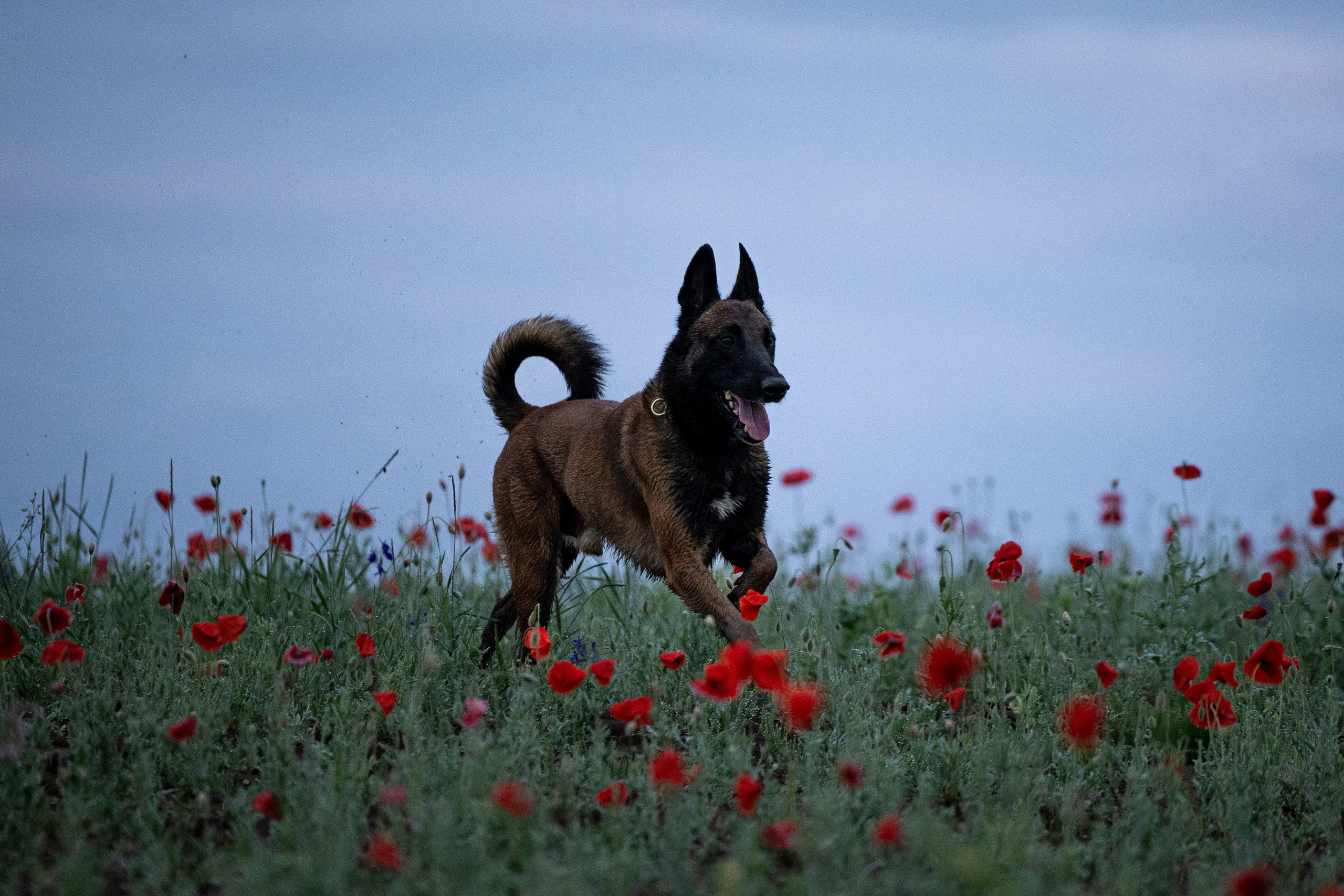 Маковое поле. Фотограф-анималист Анна Маринич