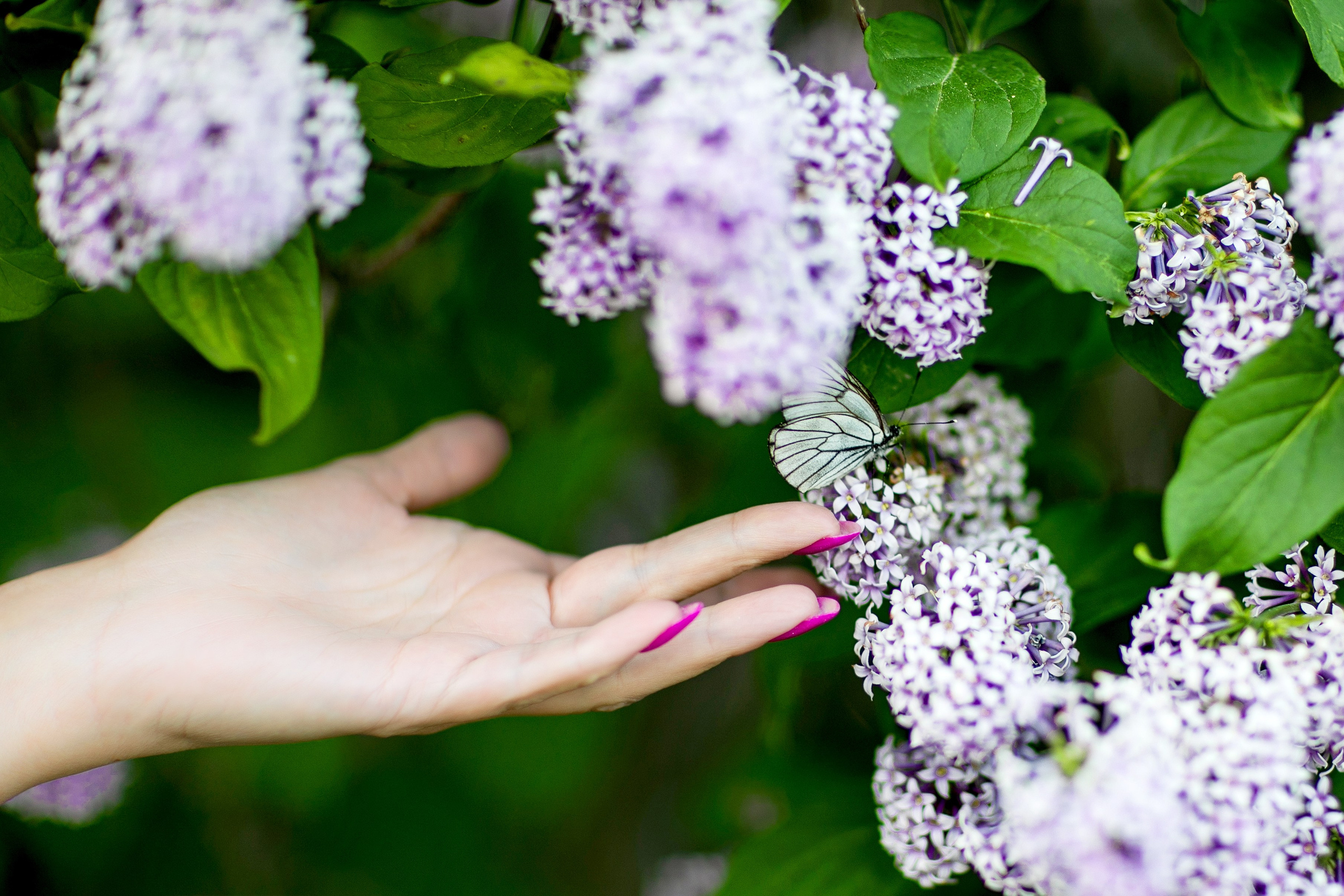 Сирень. Фотограф Елена Вишневская (Ушакова) Нефтеюганск, Сургут, Тюмень