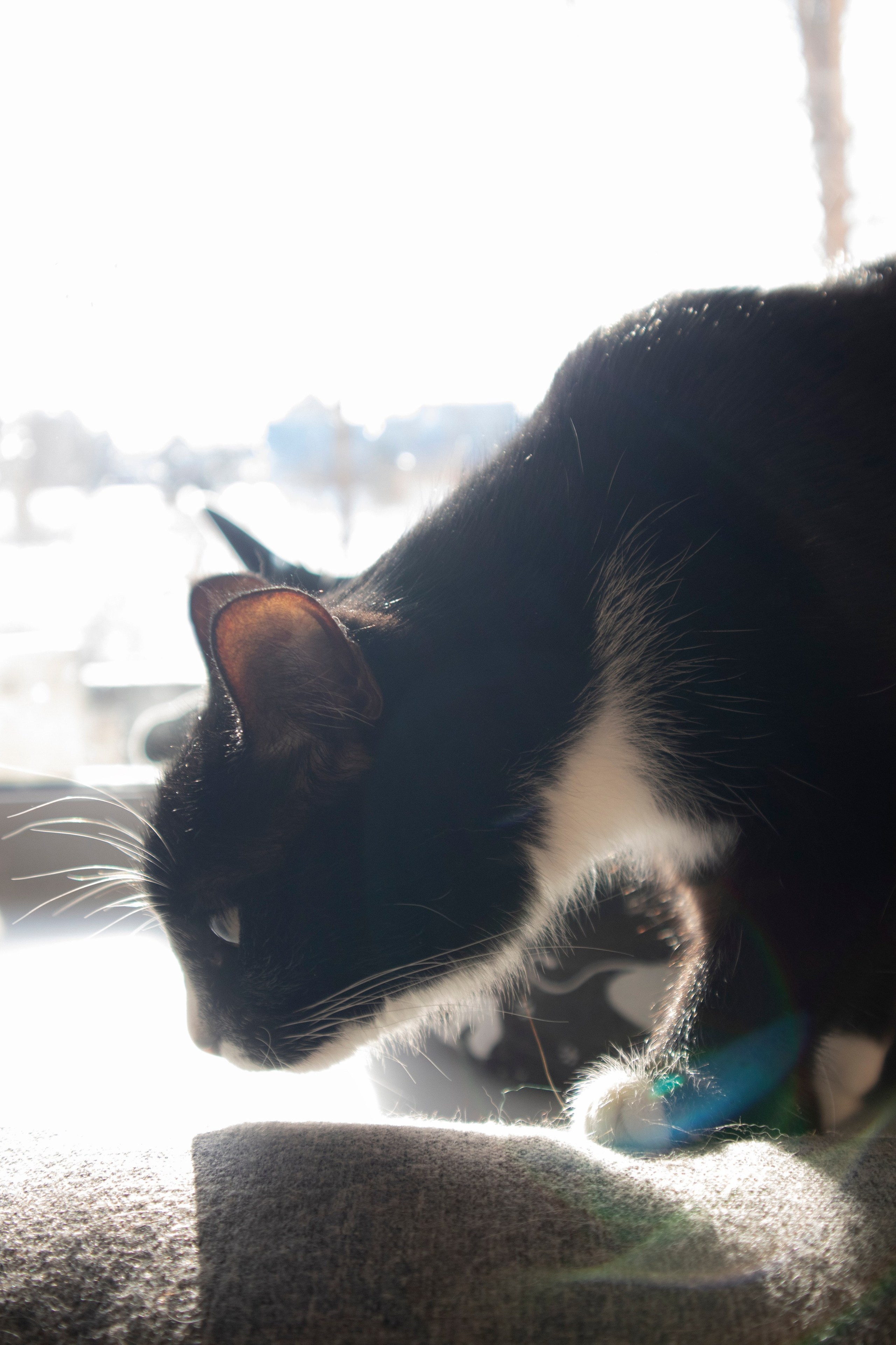 Животные. Фотограф Красноярск | Касьянова Мира