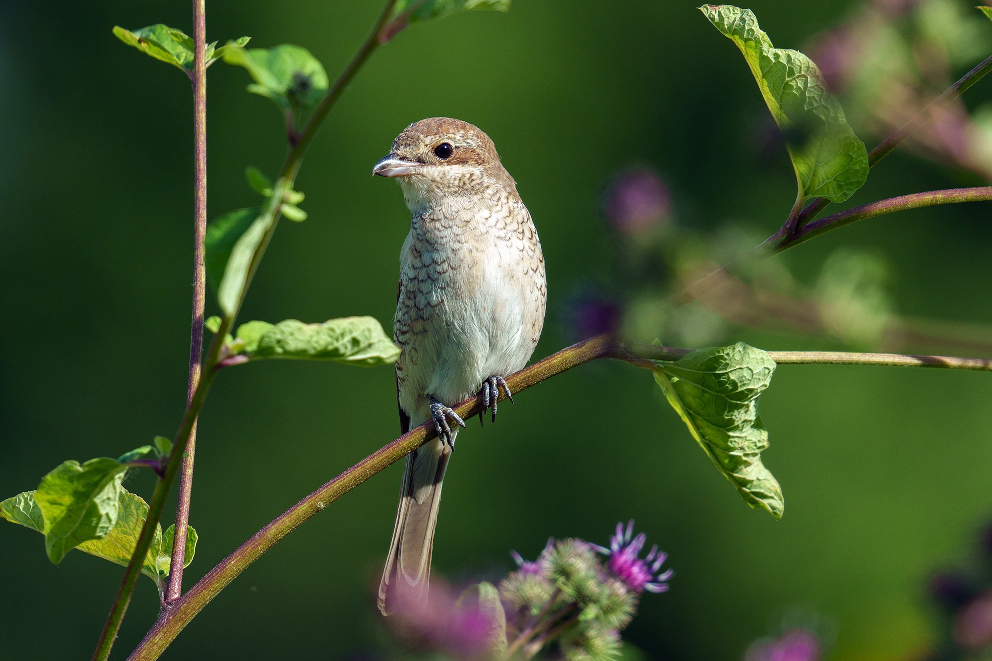 Удивительные мир птиц. Вокруг нас столько прекрасного — присмотритесь!. Ваш личный фотограф Марина Волкова