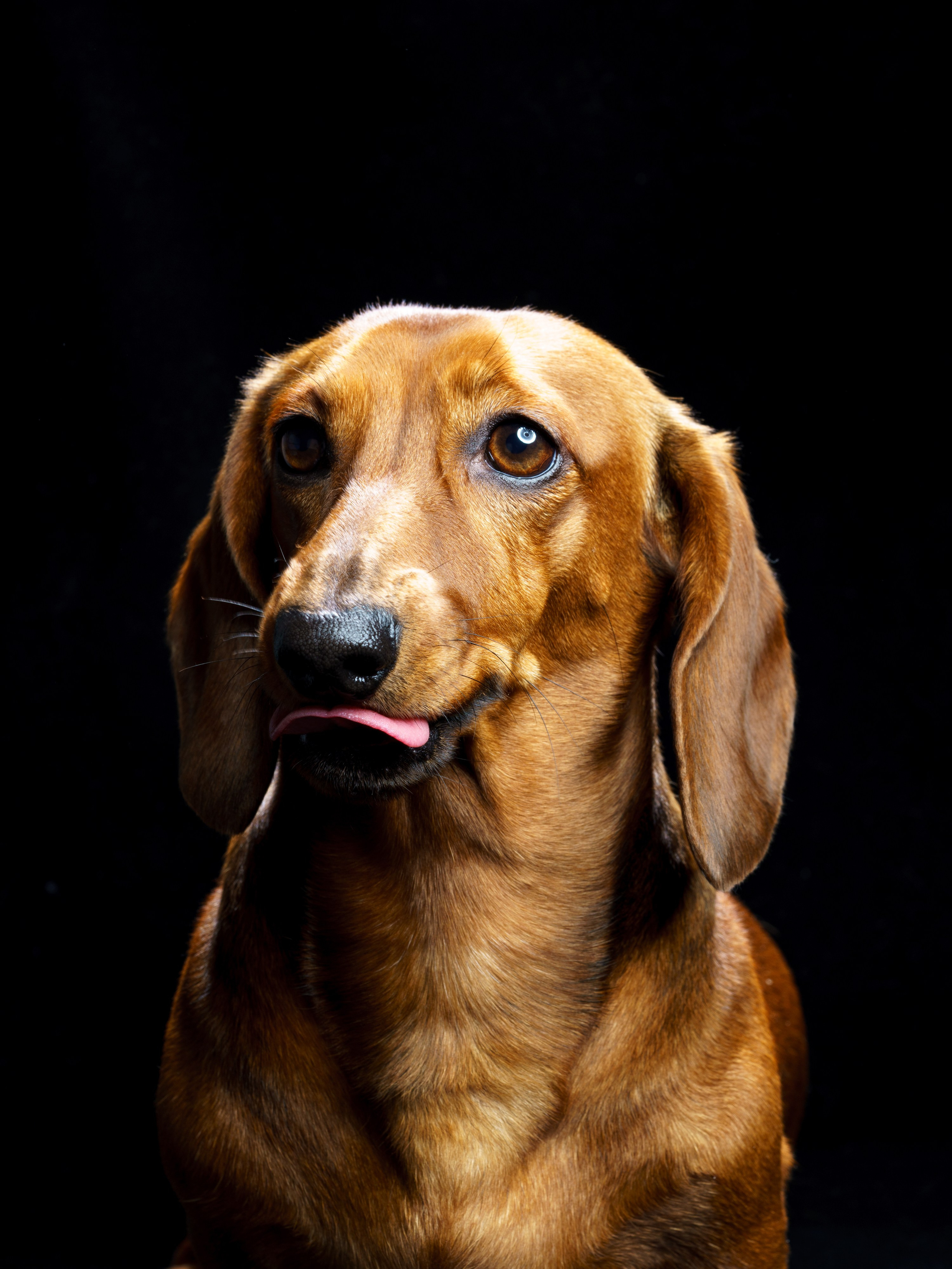 Такса Марго. KED Production — продакшн из СПб. Создаём фото, видео и контент, который помогает брендам и селлерам продавать больше