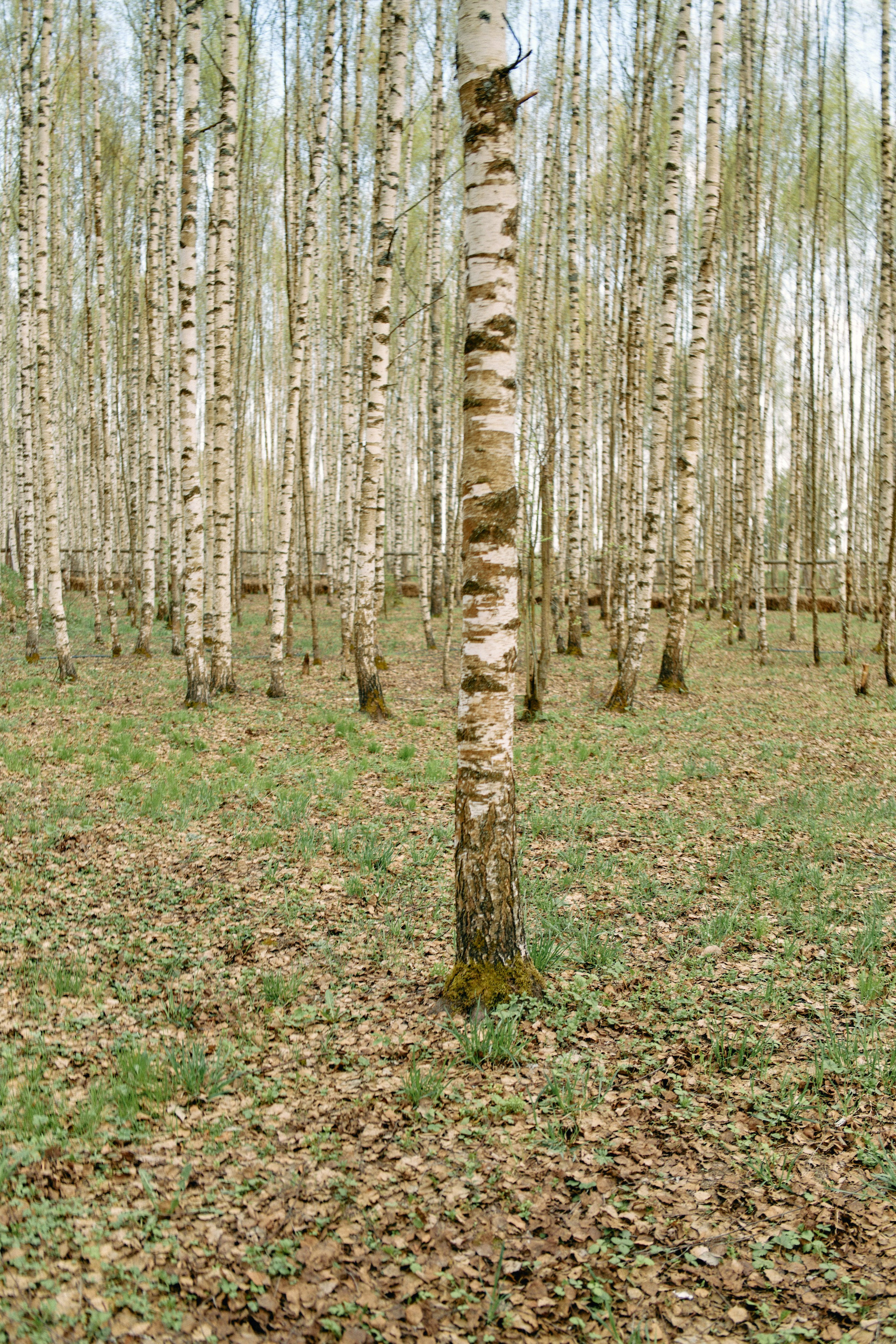 Бутик-отель Поле летом. Профессиональный Фотограф во Владимире, в Москве и в Суздале — Полина Романычева