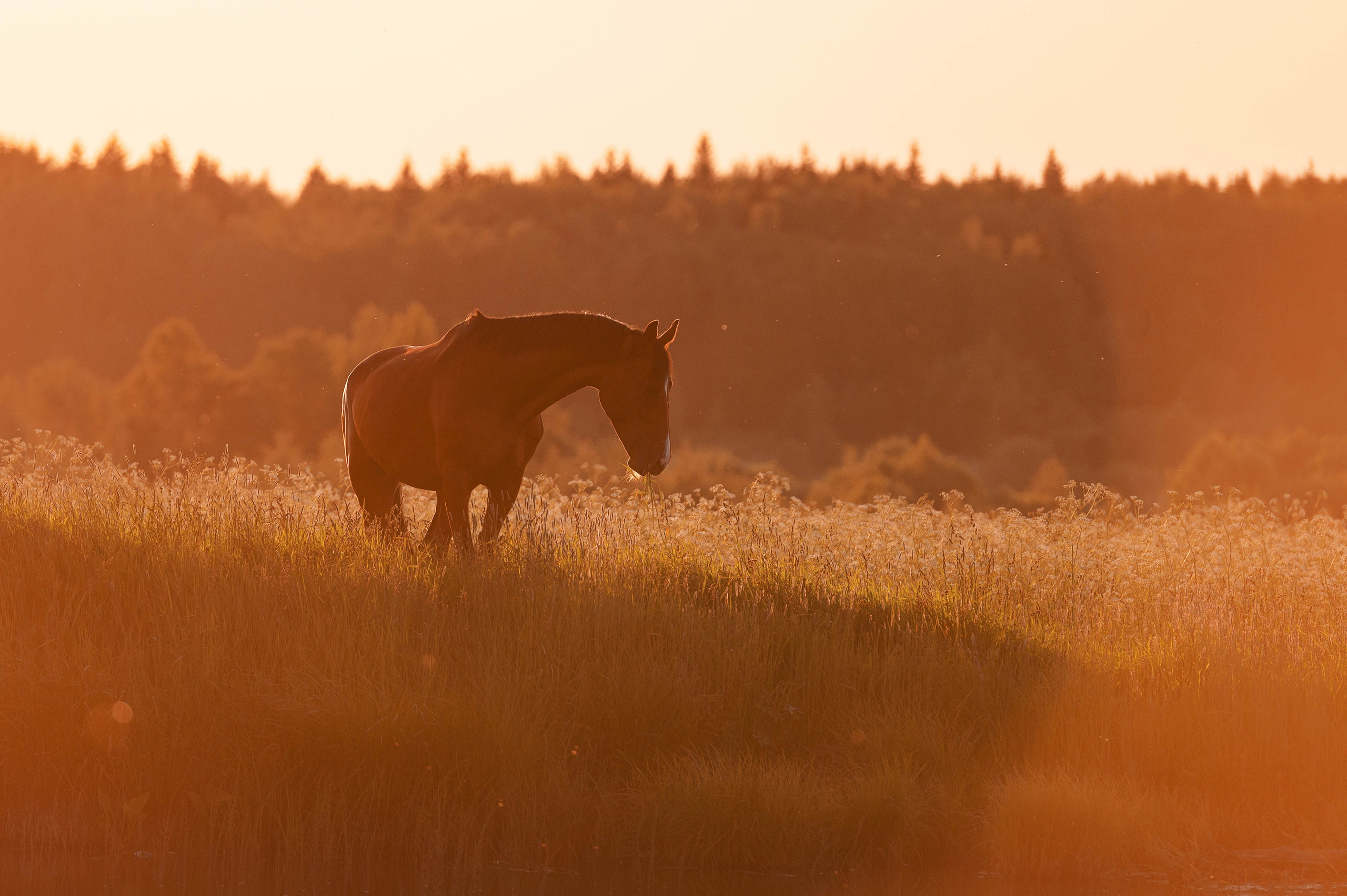 Ивори в закатных полях. Фотограф-анималист