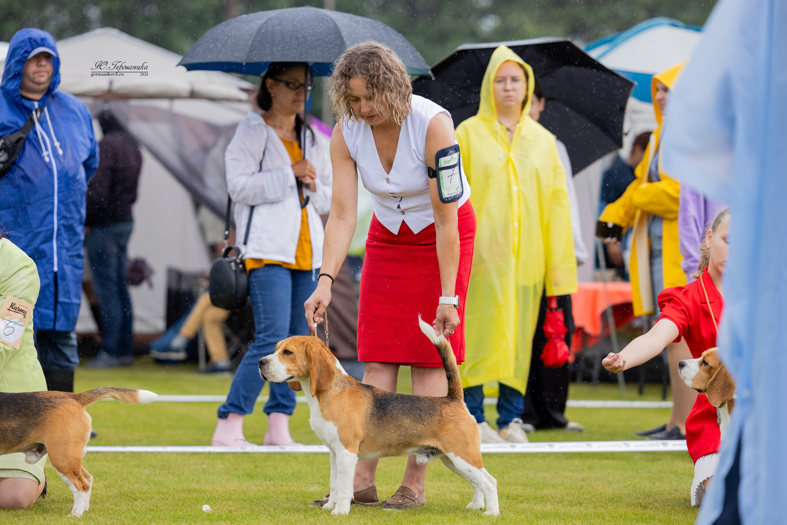 Ярославль 21.07.24 и Балашиха 13.07.24. Фотограф-анималист Юлия Германика