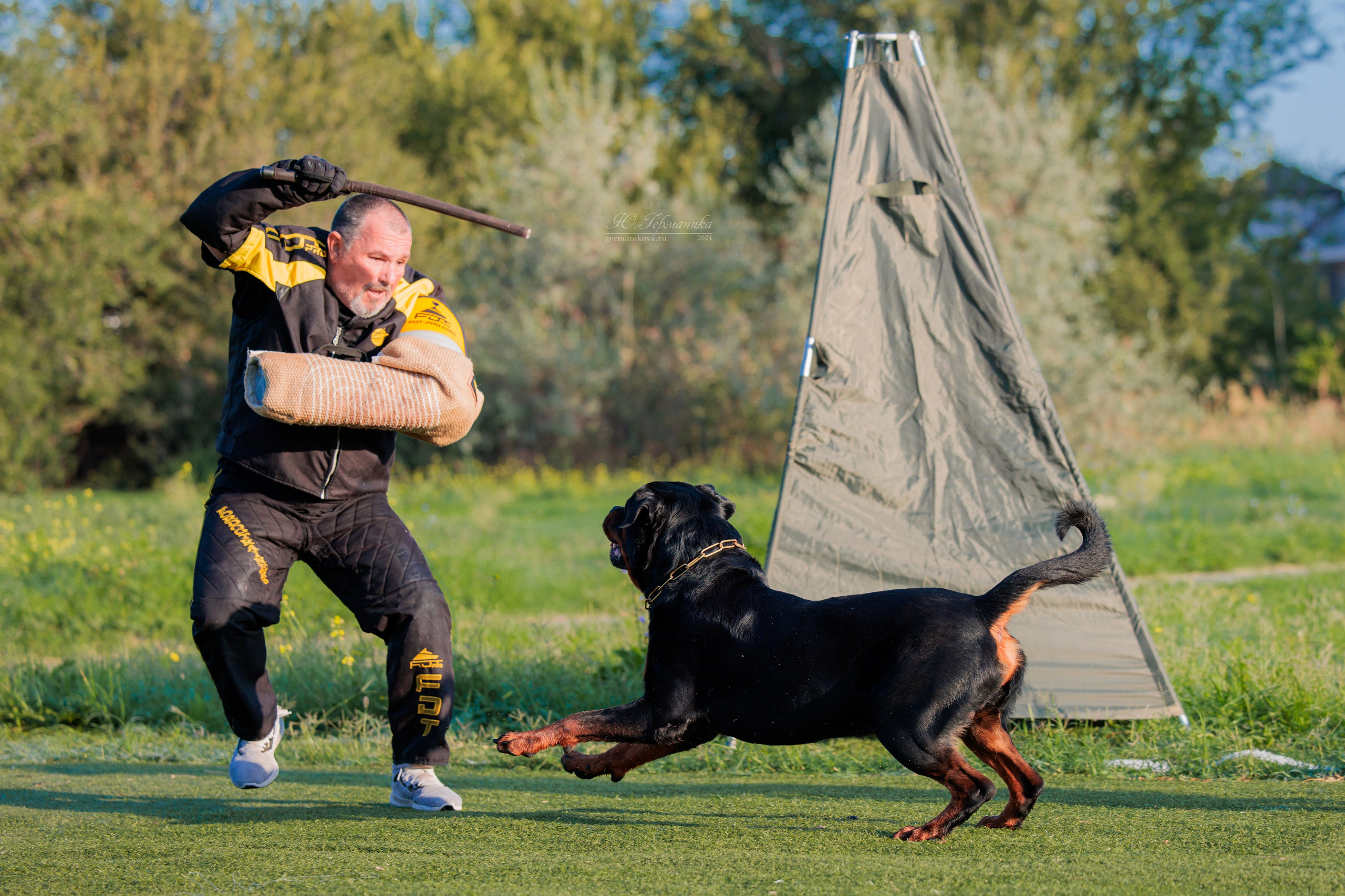 Анапа ротвейлеры 14-15.09.2024. Фотограф-анималист Юлия Германика