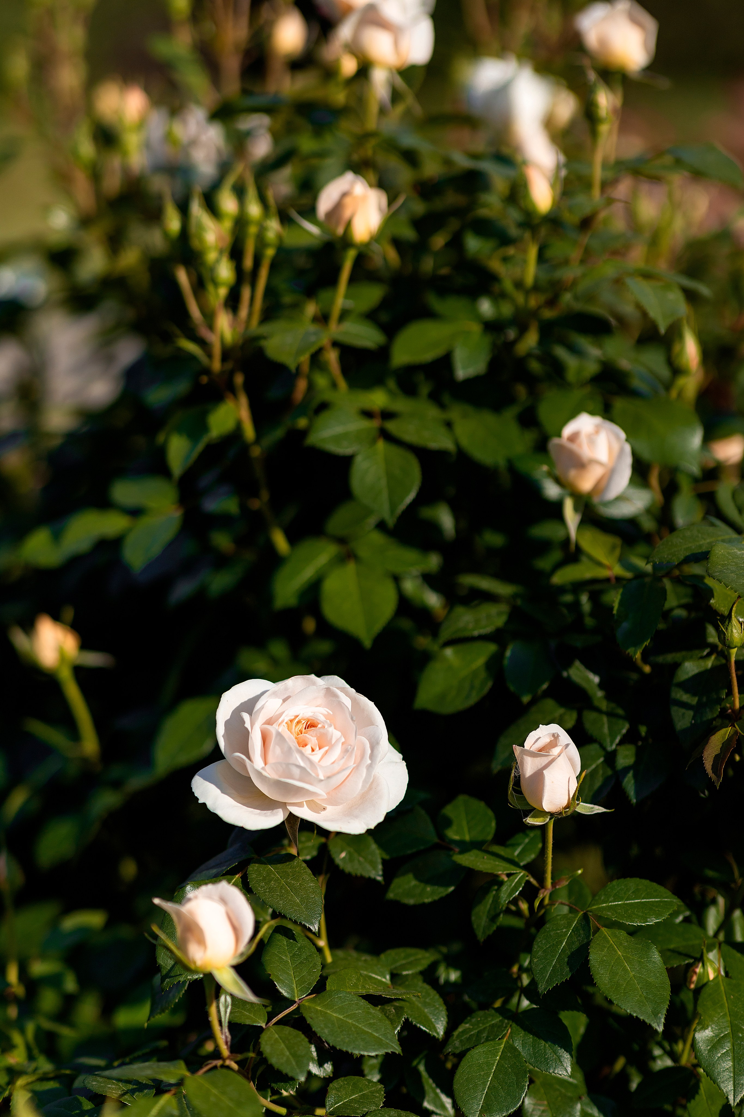 Сад роз. Настасья Перова Фотограф