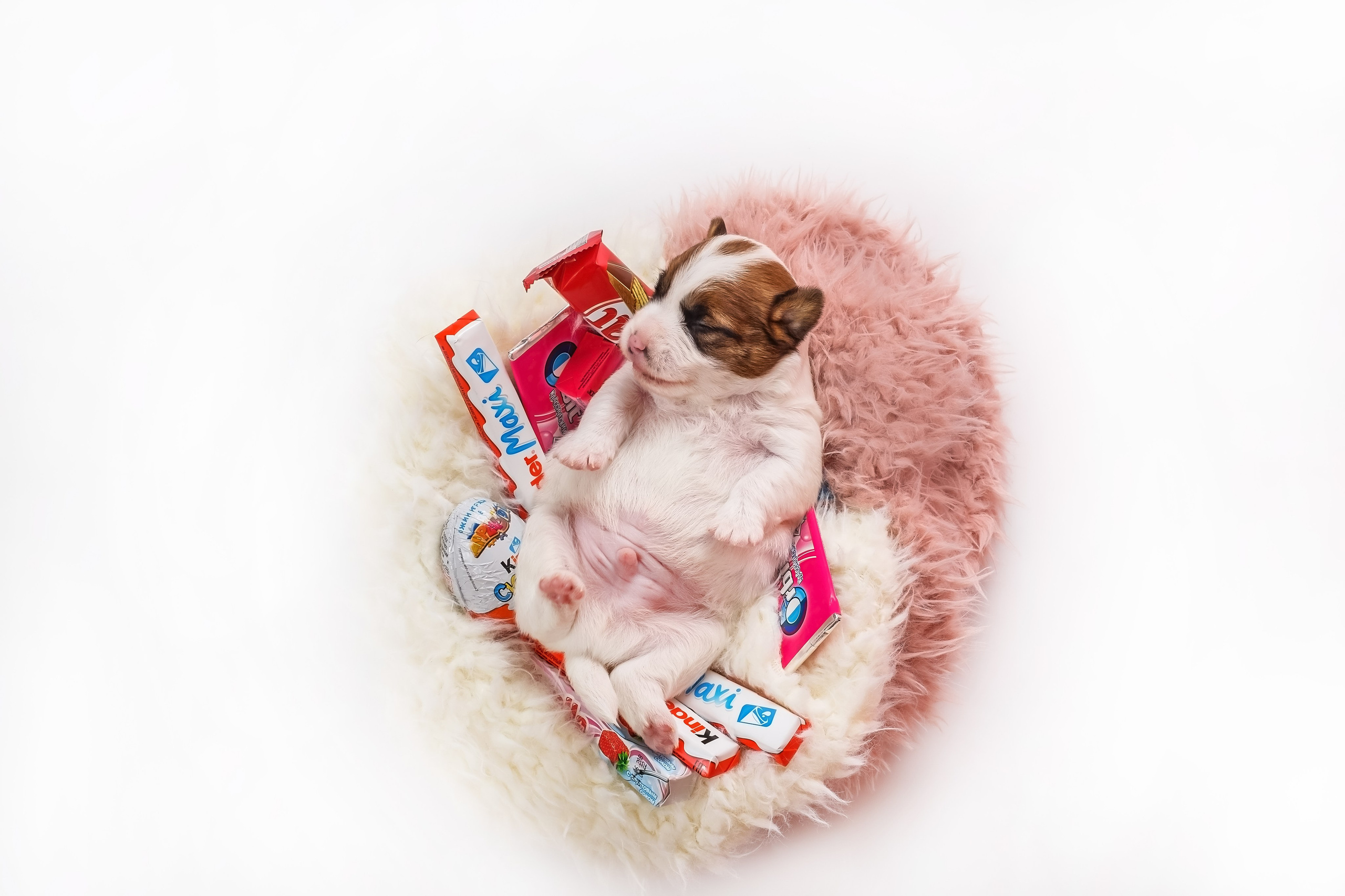 Анималистика. Репортажный фотограф Мария Мадзик