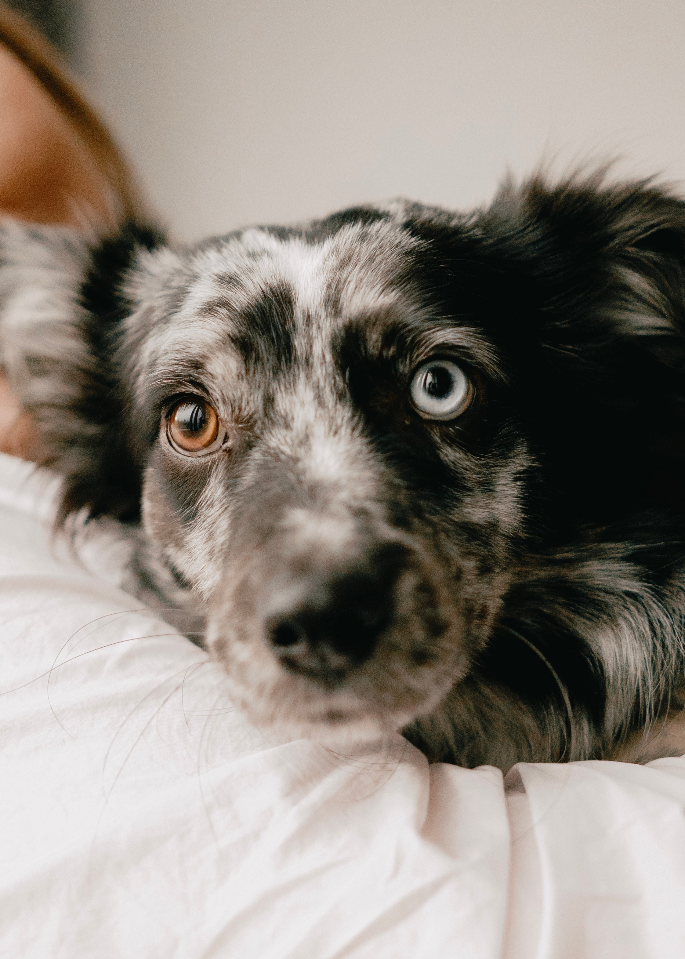 Бублик. Фотограф- анималист Александра Матвеева