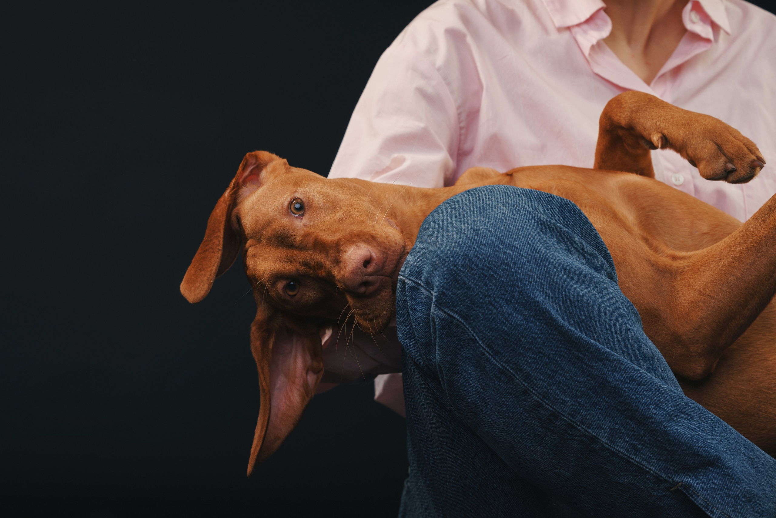 Выжла Гая. Фотограф анималист Осипчикова Мария