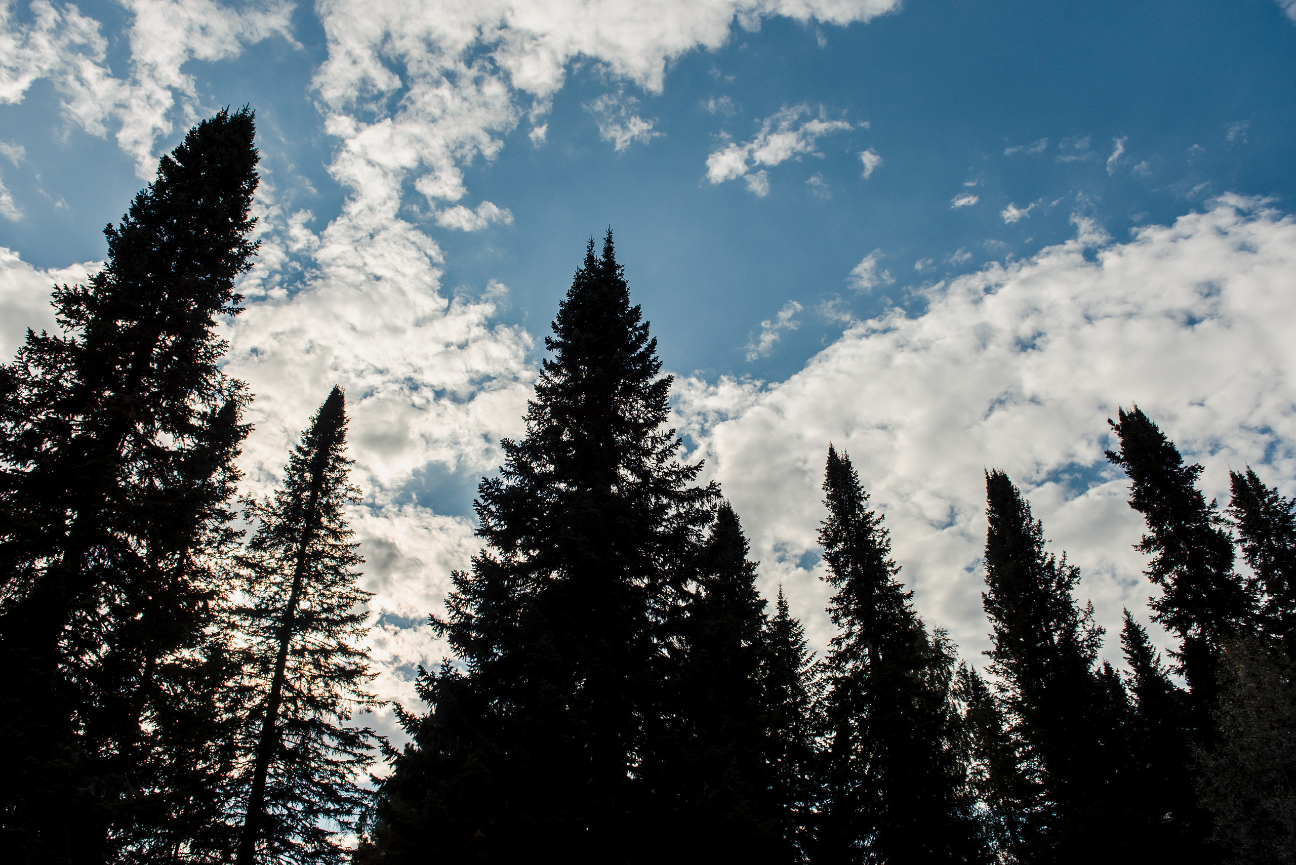 Стас и Оксана. Свадебные фотографы Nekipelov_photo