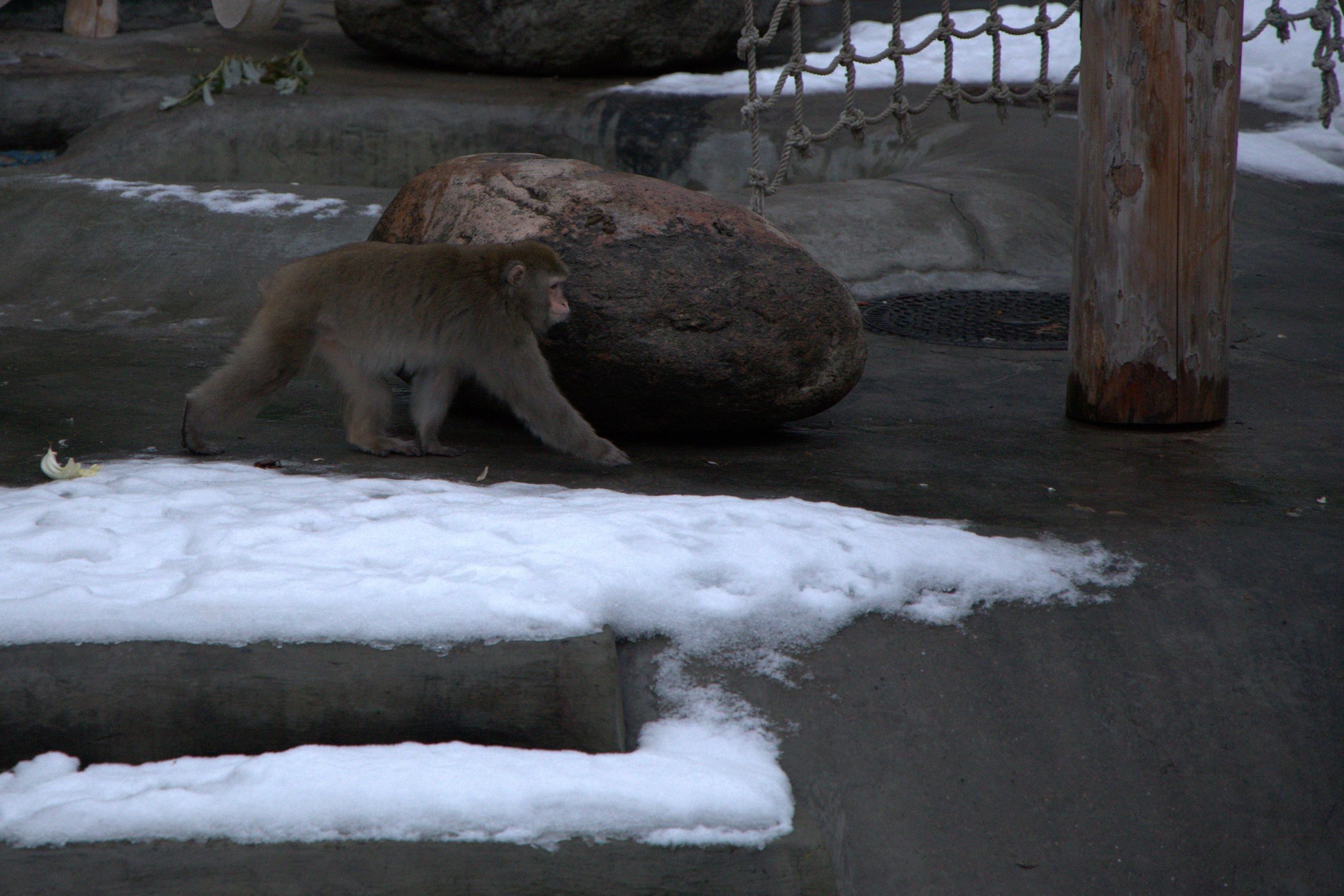 ЗООПАРК. ФОТОГРАФ В МОСКВЕ СТАНИСЛАВ КОБЗЕВ