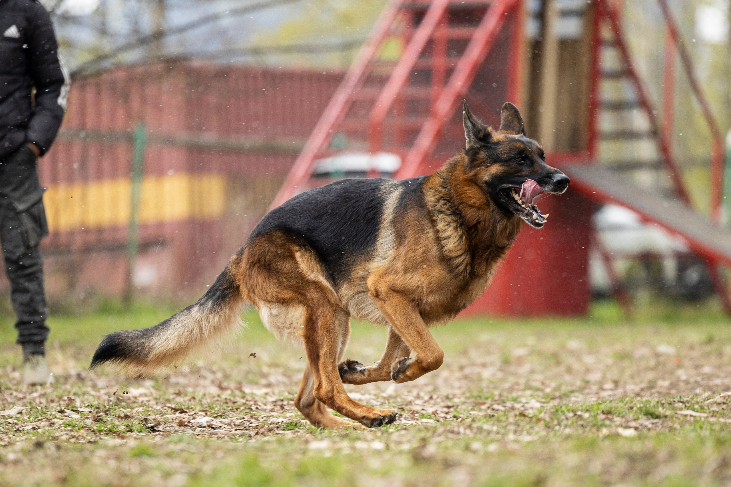 Квалификационные состязания по мондьорингу г. Вологда 11.05.24. Фотограф-анималист Анна Маринич