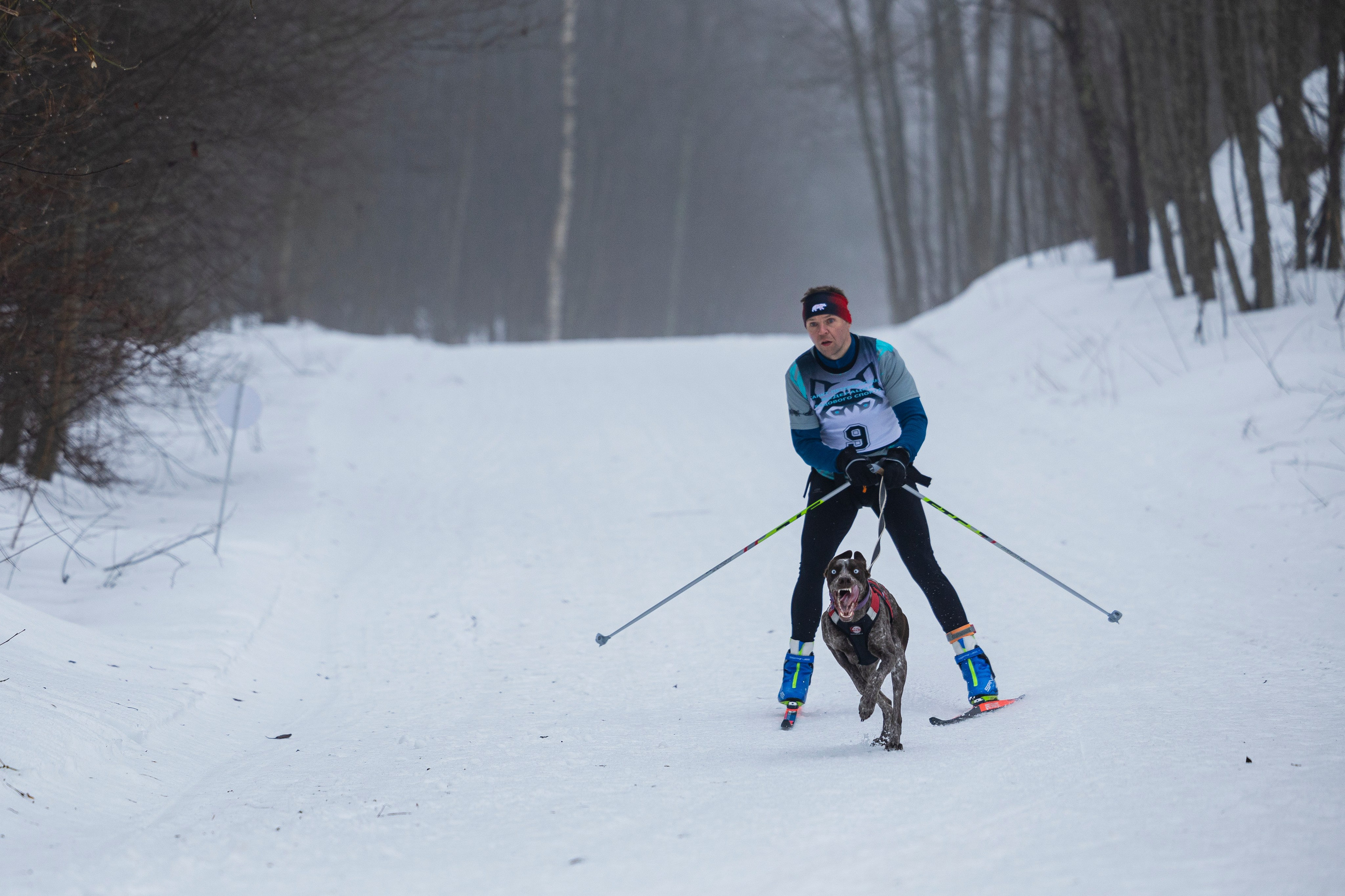 Зимний Чемпионат Санкт-Петербурга по ездовому спорту. Фотограф-анималист Анна Маринич