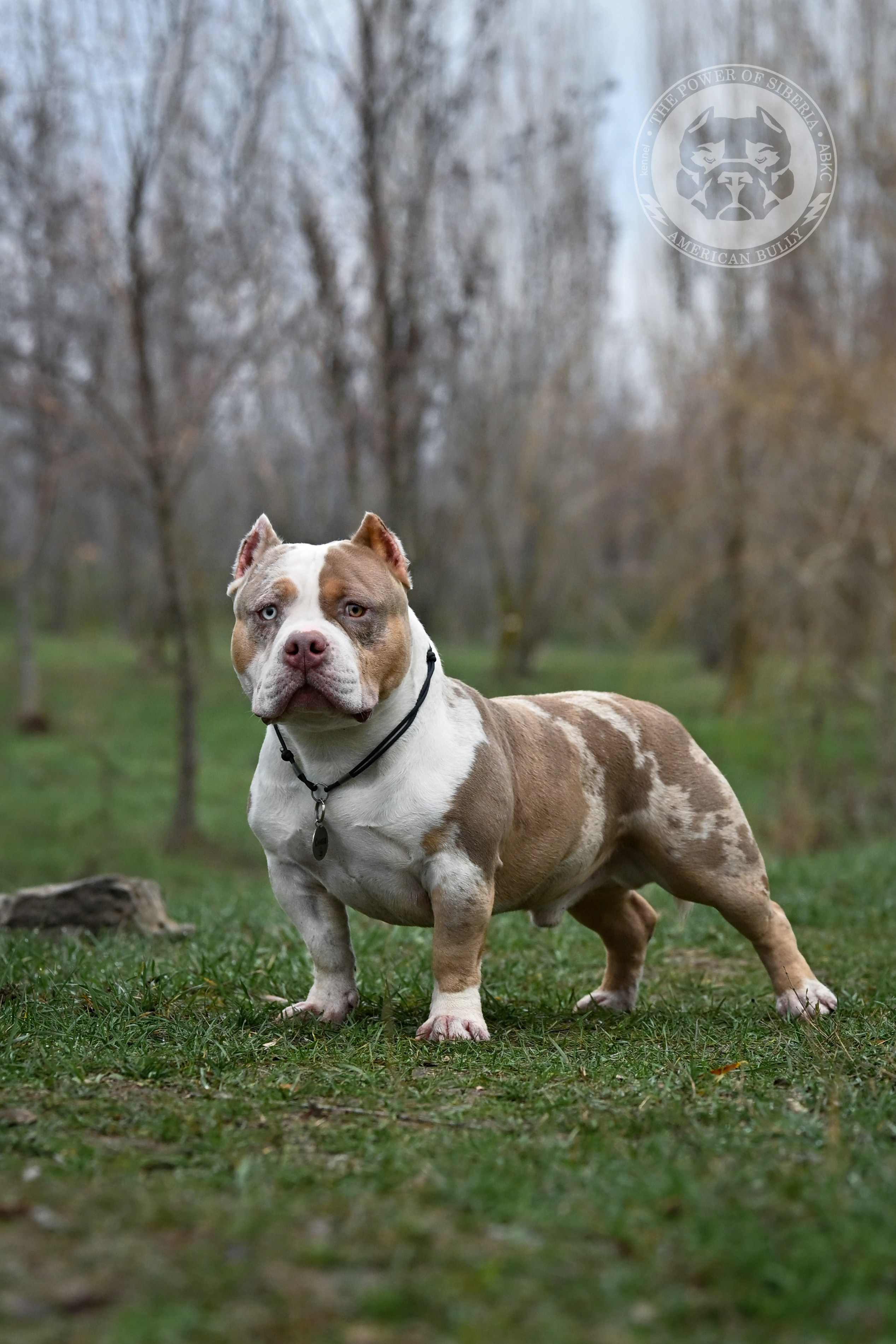 THE POWER OF SIBERIA SIMBA. Американский Булли в г. Ростов-на-Дону. Питомник THE POWER OF SIBERIA