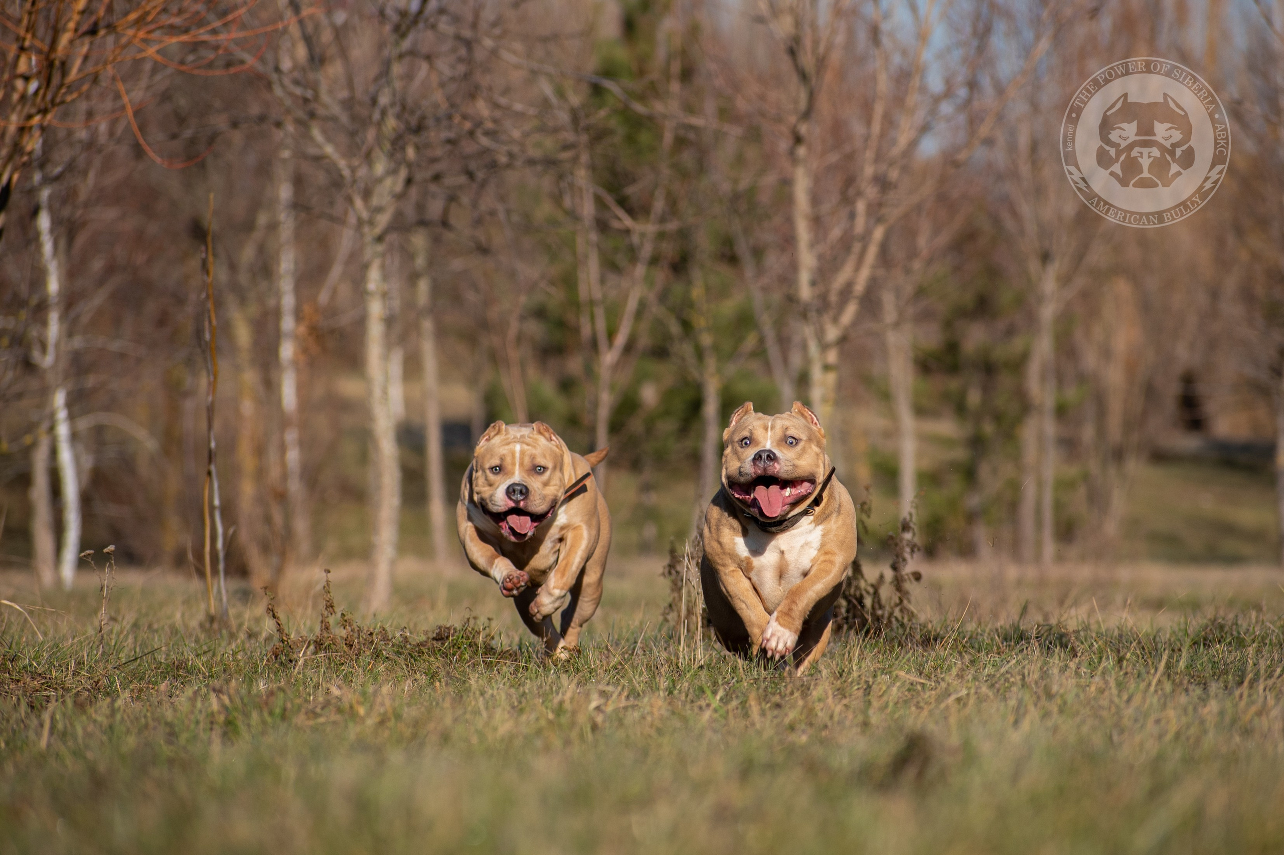 купить щенка Американский булли на Алтае