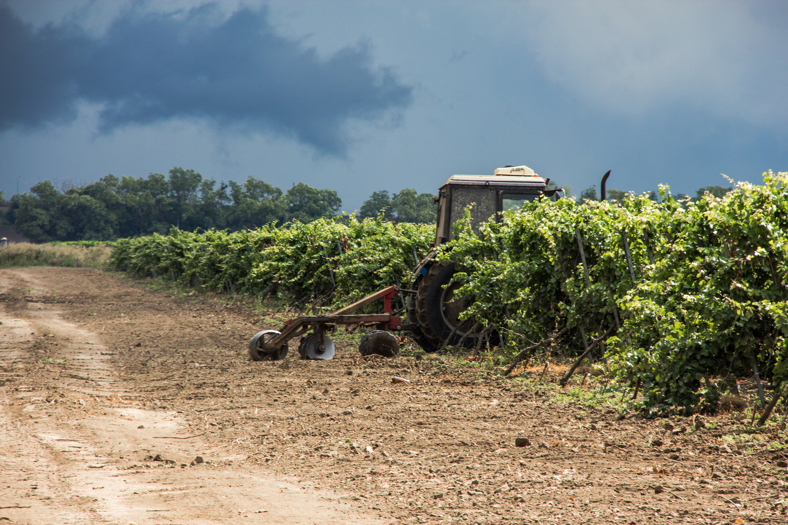 Kuban vineyards. Дария Галямова — фотограф: открытый, творческий, коммерческий