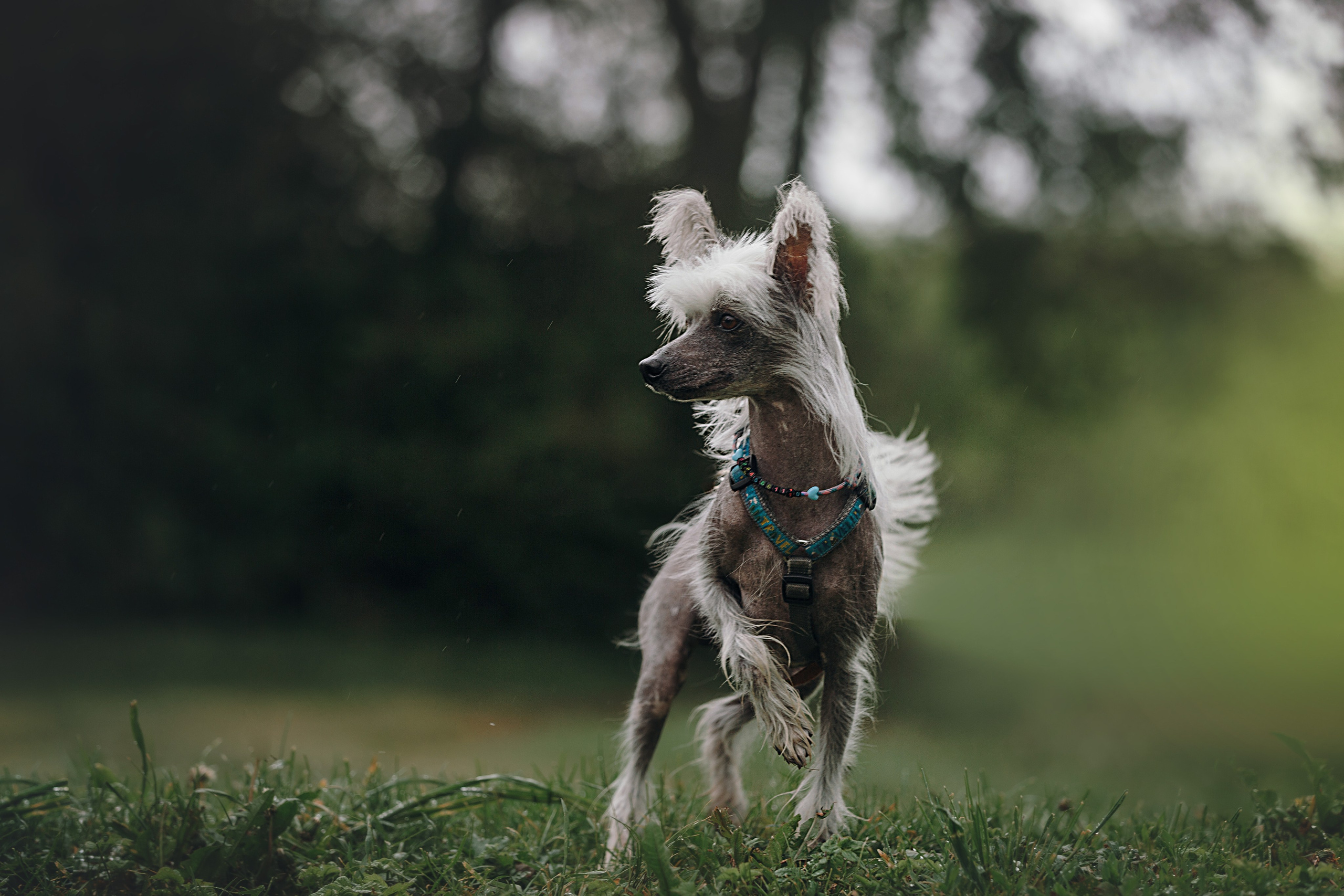 Лили, Уся, Вика и их семья. Фотограф анималист Кристина Карпова, Москва