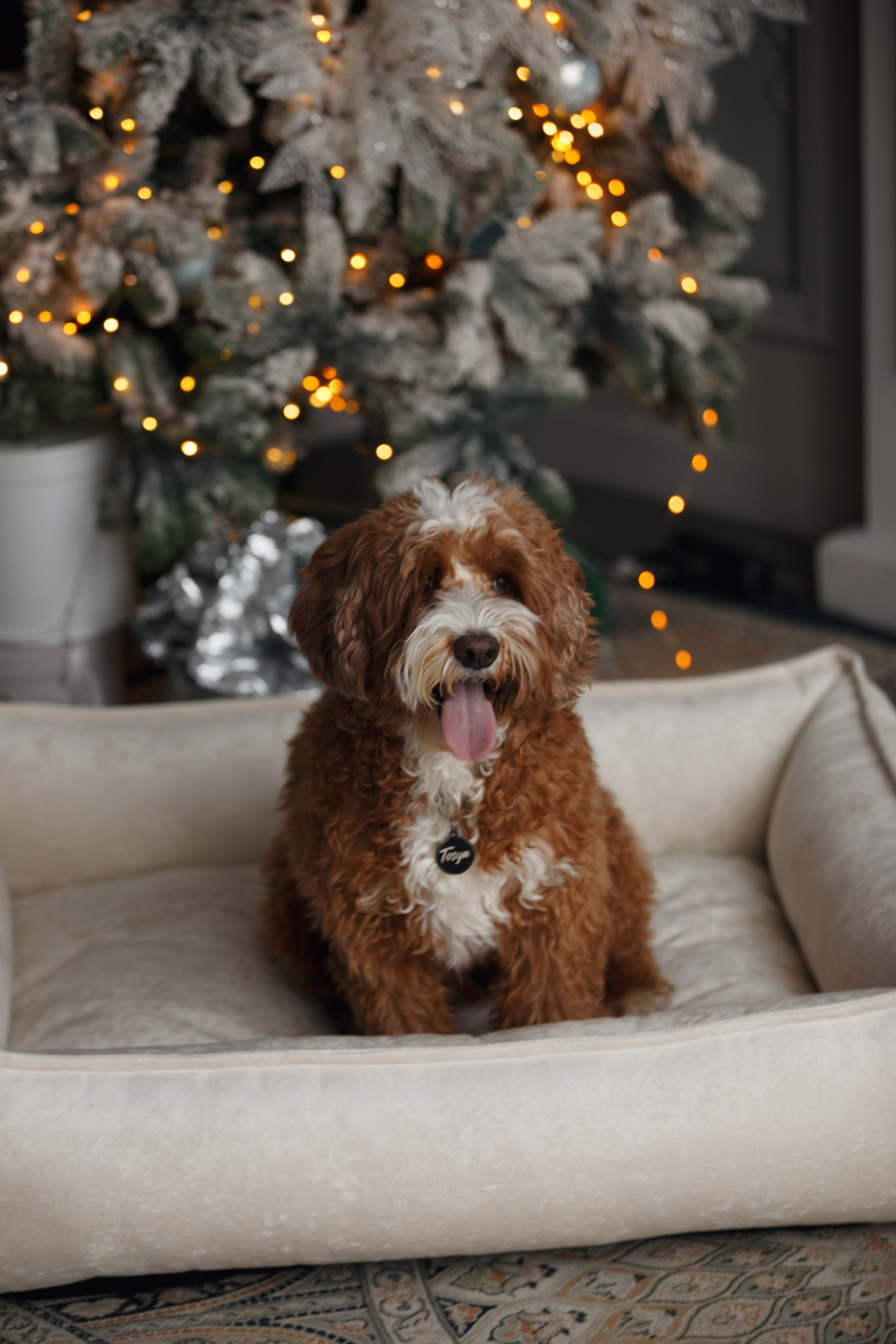 Bmbh лежанки и адресники. Фотограф анималист Кристина Карпова, Москва