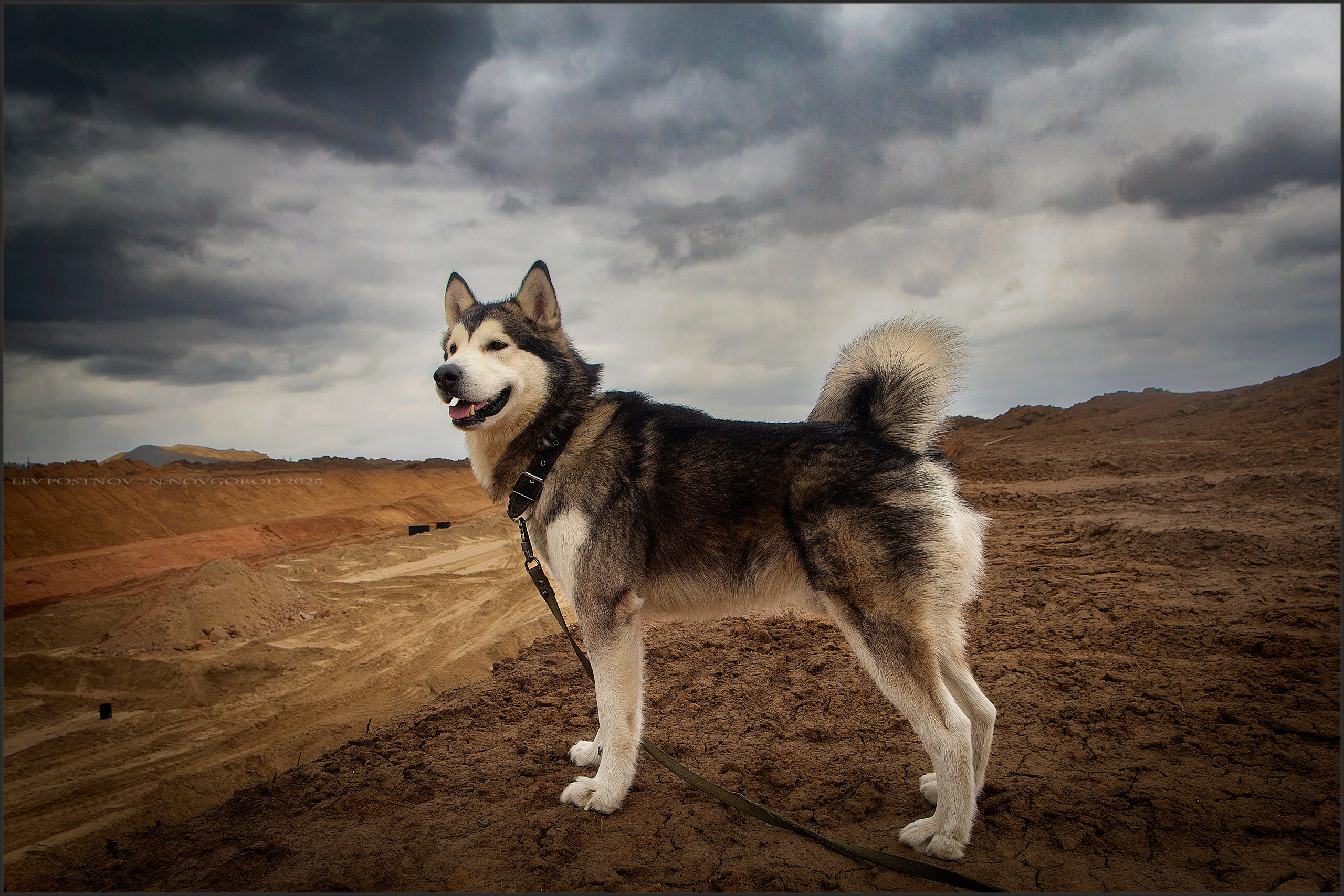Мои маламуты.Ярик. Лев Постнов.Фотограф. Нижний Новгород