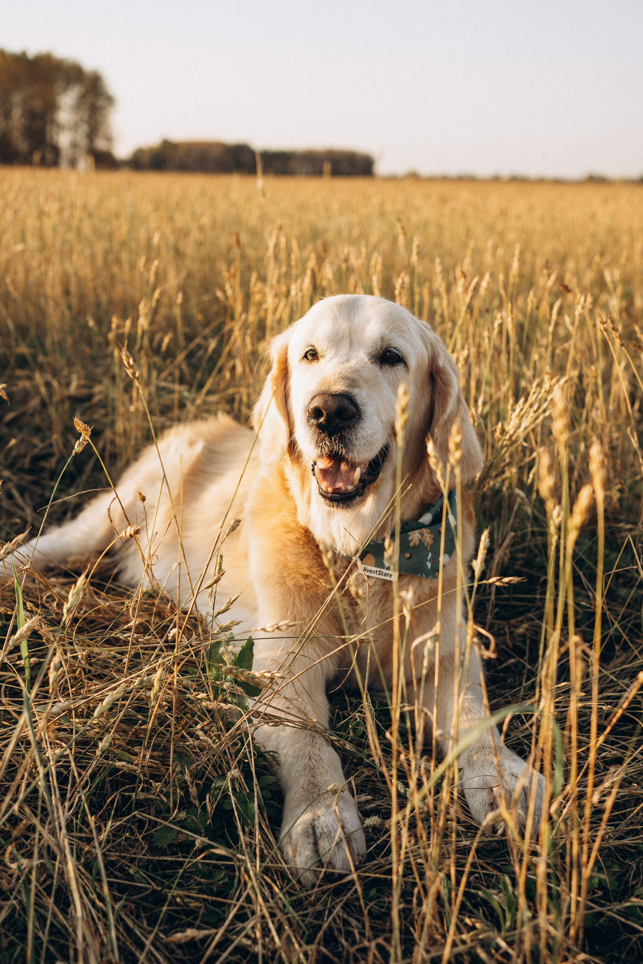 Дарья, Люба и Ред. Фотограф-анималист Анастасия Большакова