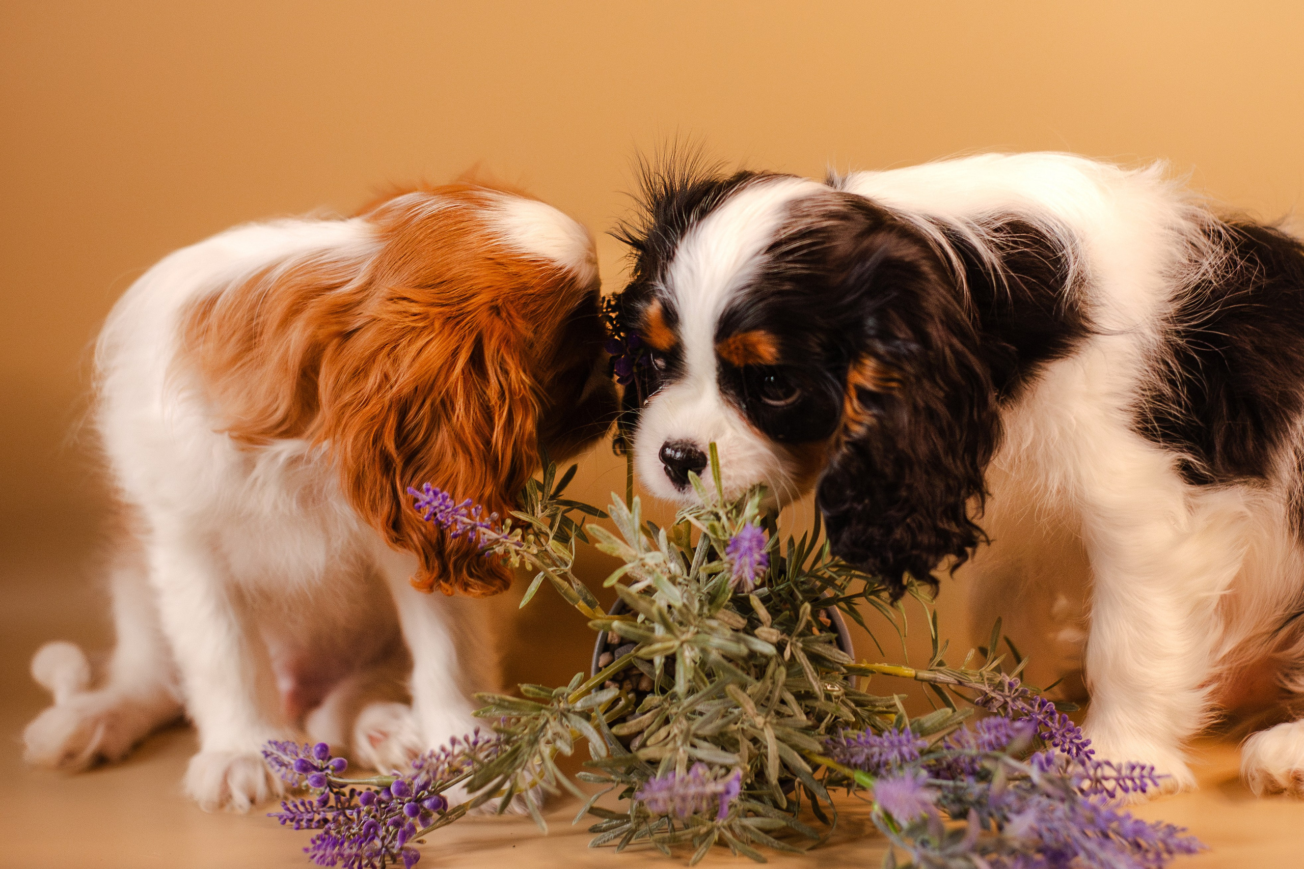 Жанна и кавалеры. Фотограф-анималист Мария Баркевич | Москва