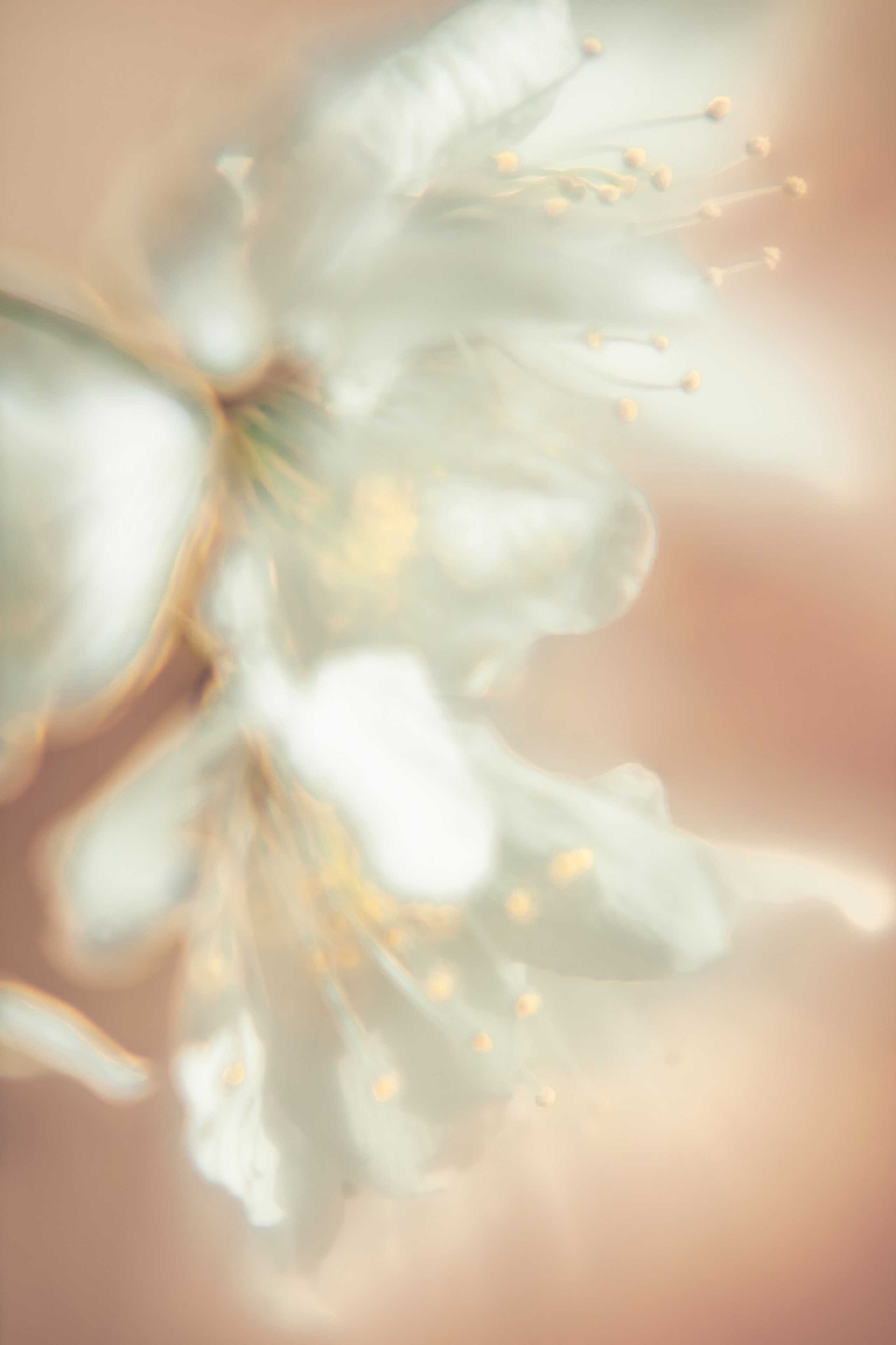 Макро-абстракция «Эфемерность» | Лимитированная серия. Sandra Marselly | Абстрактная Макро-Фотография