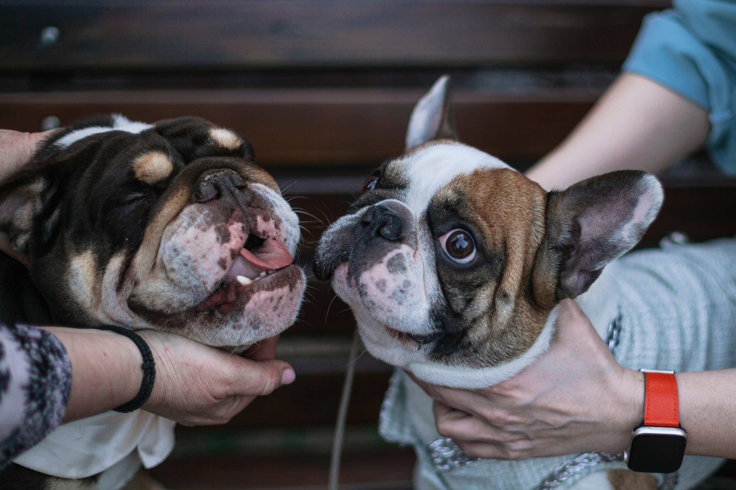 Бульбалл 23.04.2023. Фотограф-анималист Татьяна Степанова