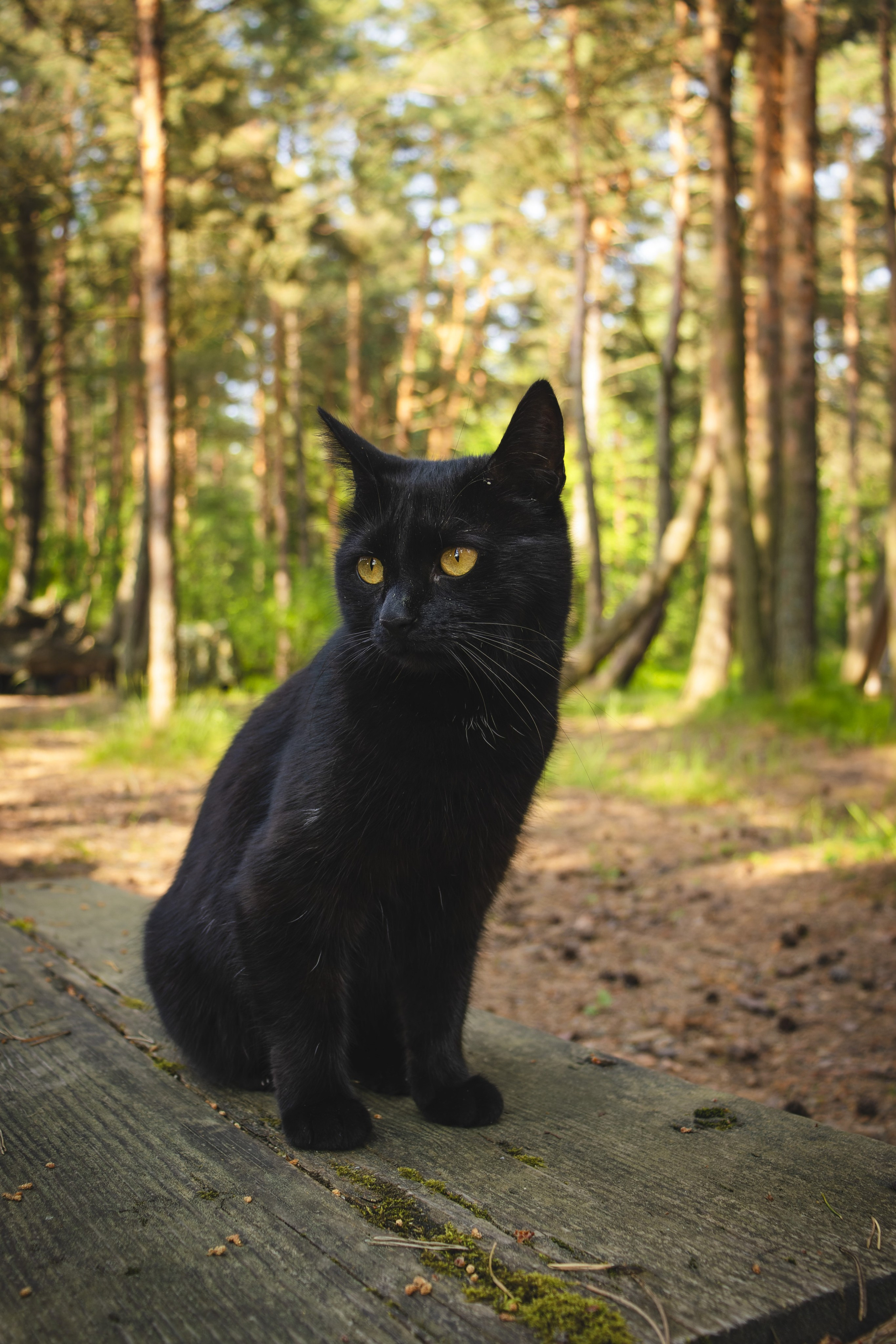 Из наблюдений. Плак или Квак