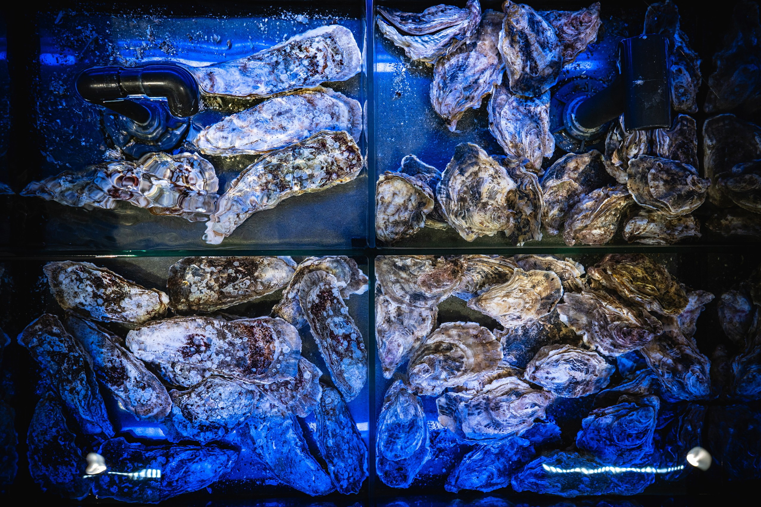 Food. Профессиональный фотограф в Волгодонске Алексей Рубашевский