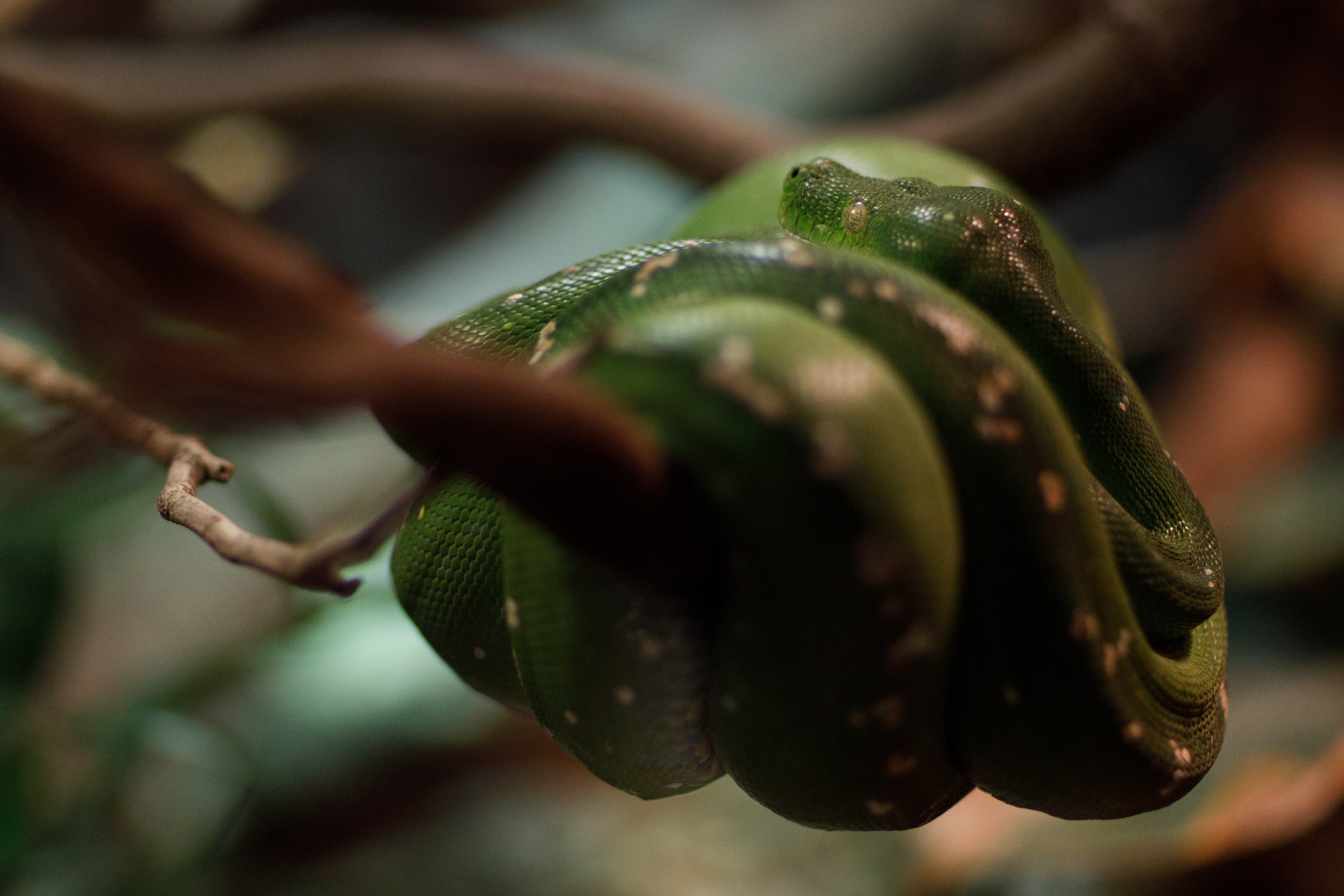 Дубай 2023. Руслан Плахтеев