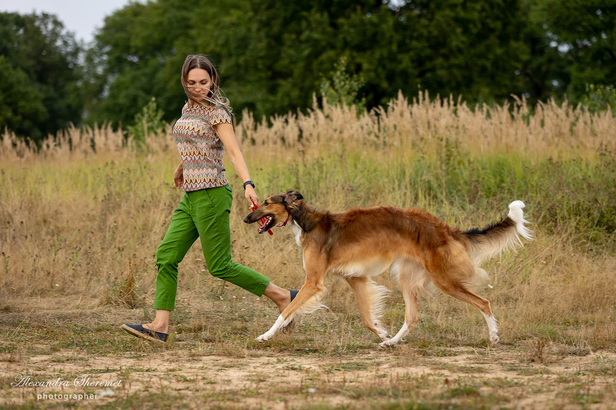 Борзые. Фотограф-анималист Александра Шеремет