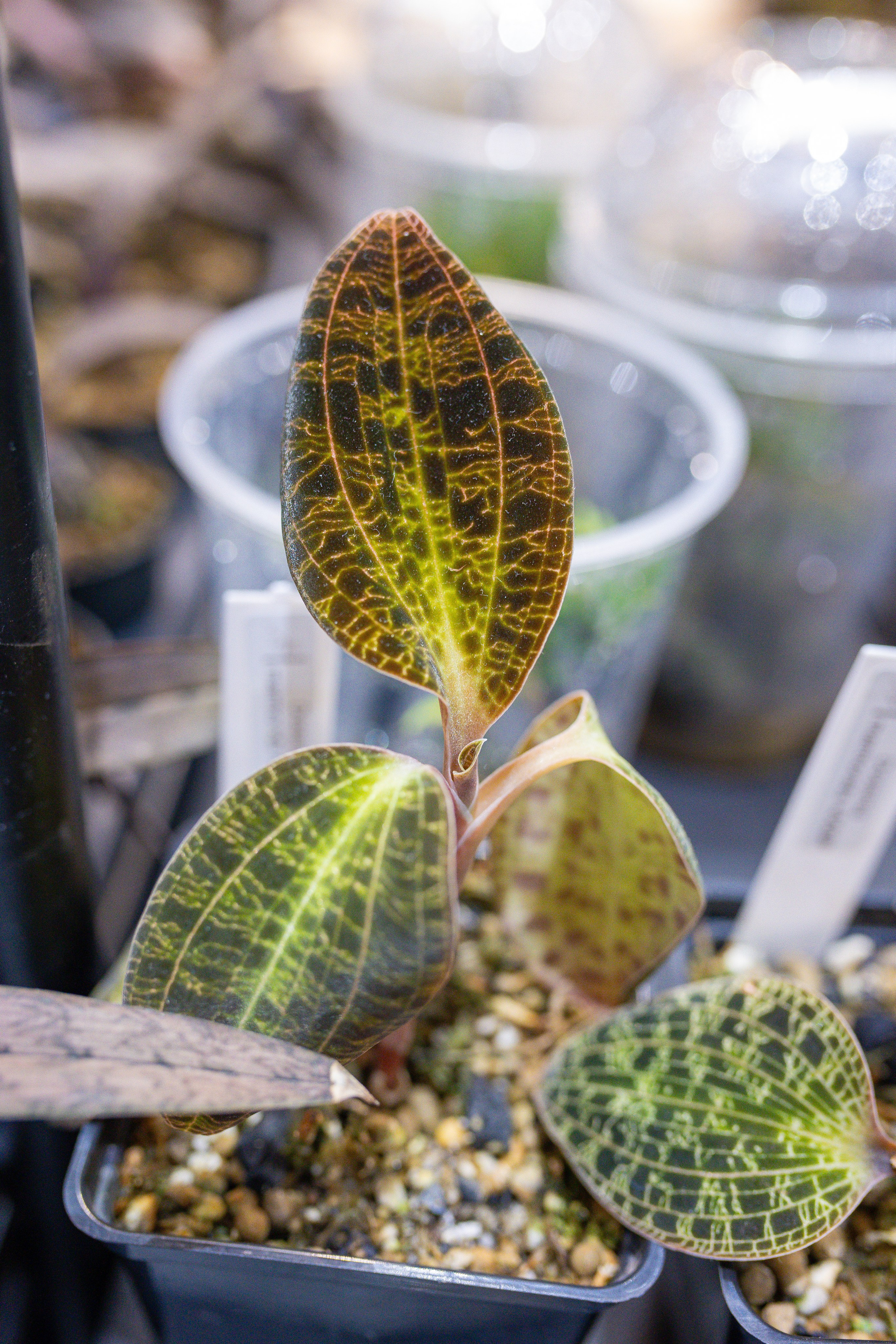 Орхидиум 12.2025. Александра Куликова фотограф, Москва