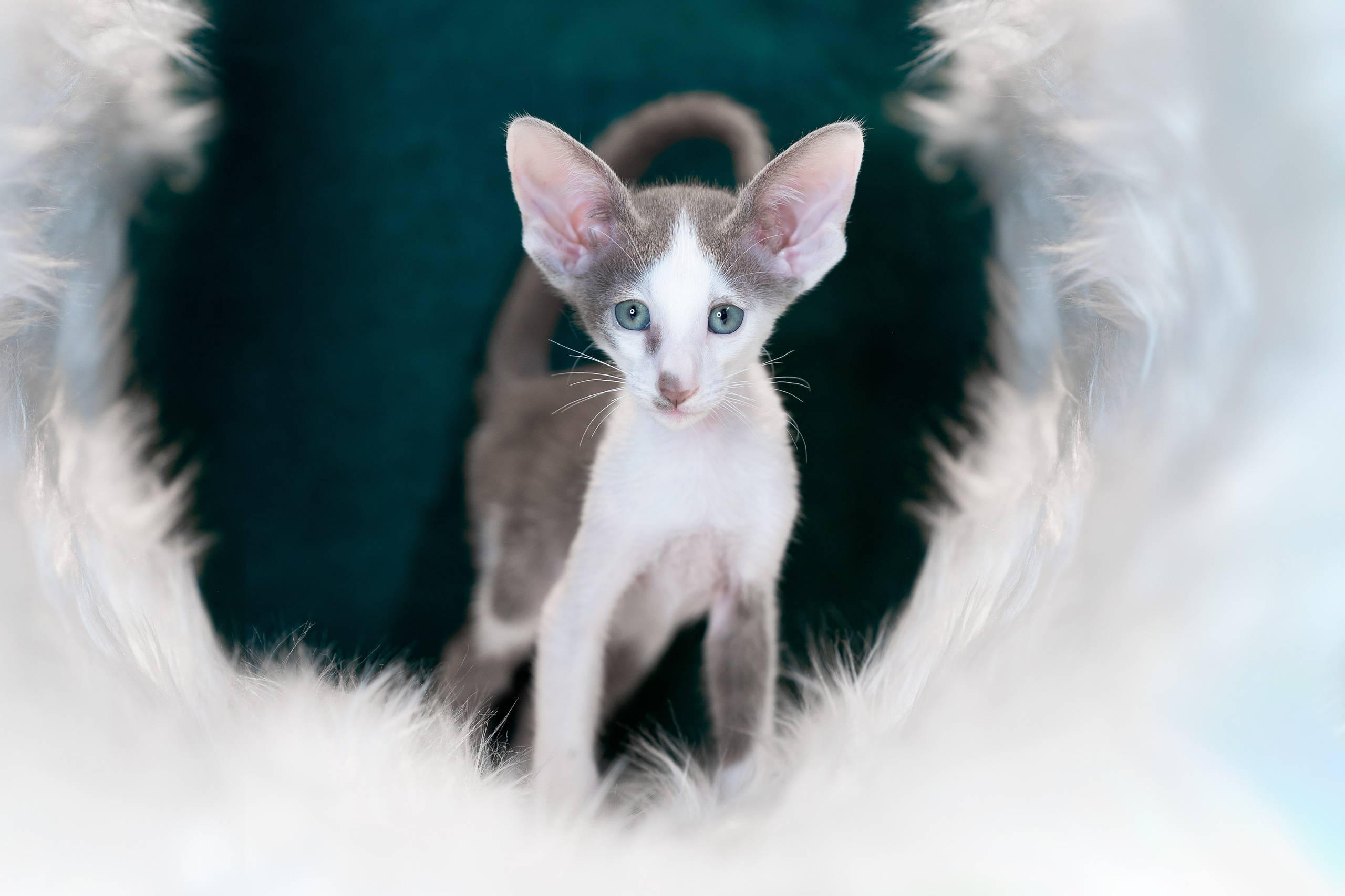 Заводчик Юлия Панова. Творческий фотограф Вологда