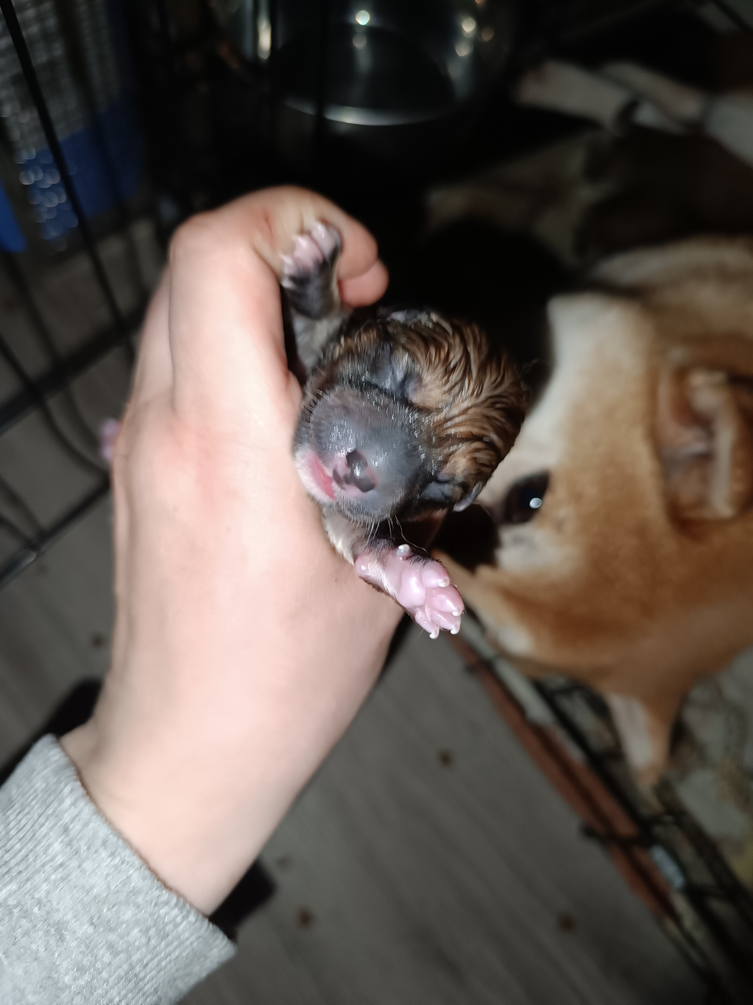 сиба питомник Рубилайт щенки на продажу rubylight  сиба щенки купить СПб Санкт-Петербург