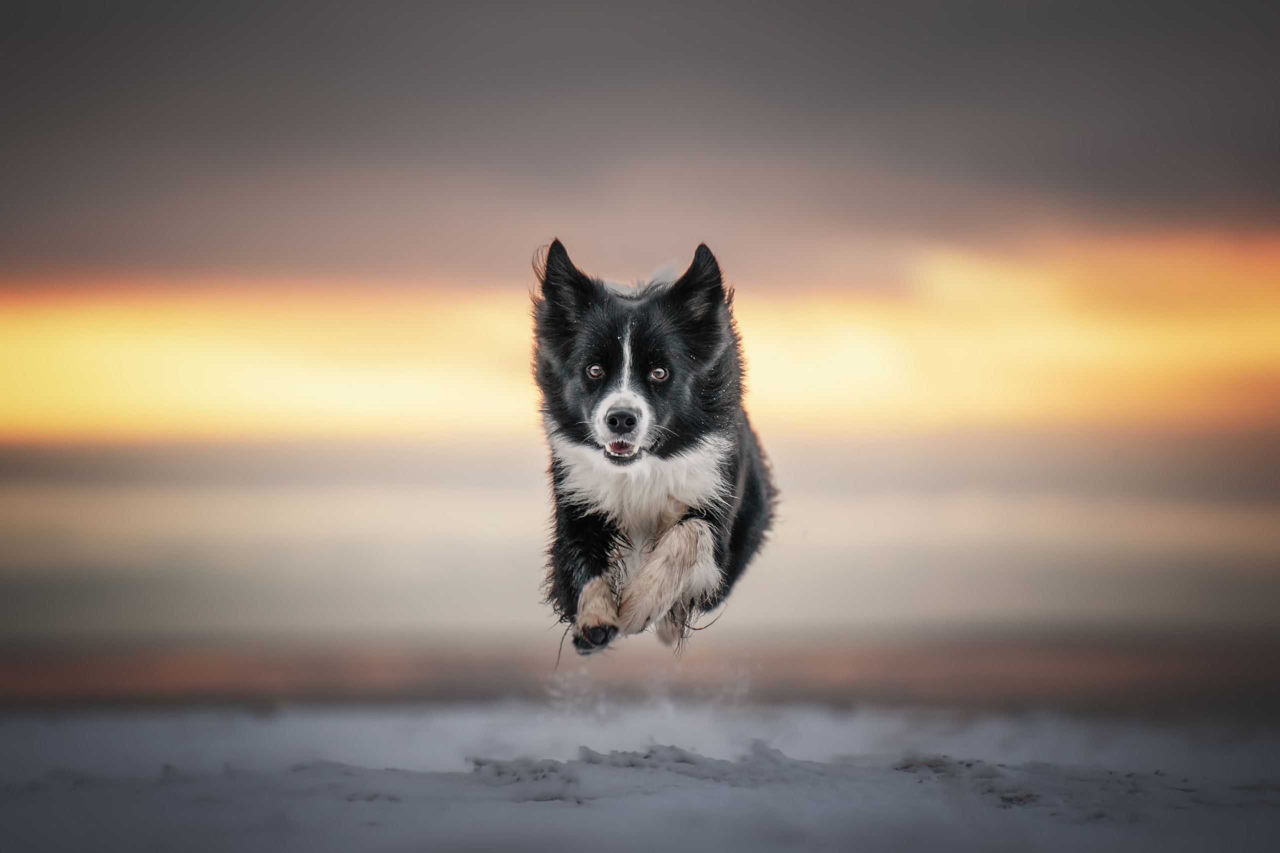 Маккензи. Фотограф анималист Осипчикова Мария