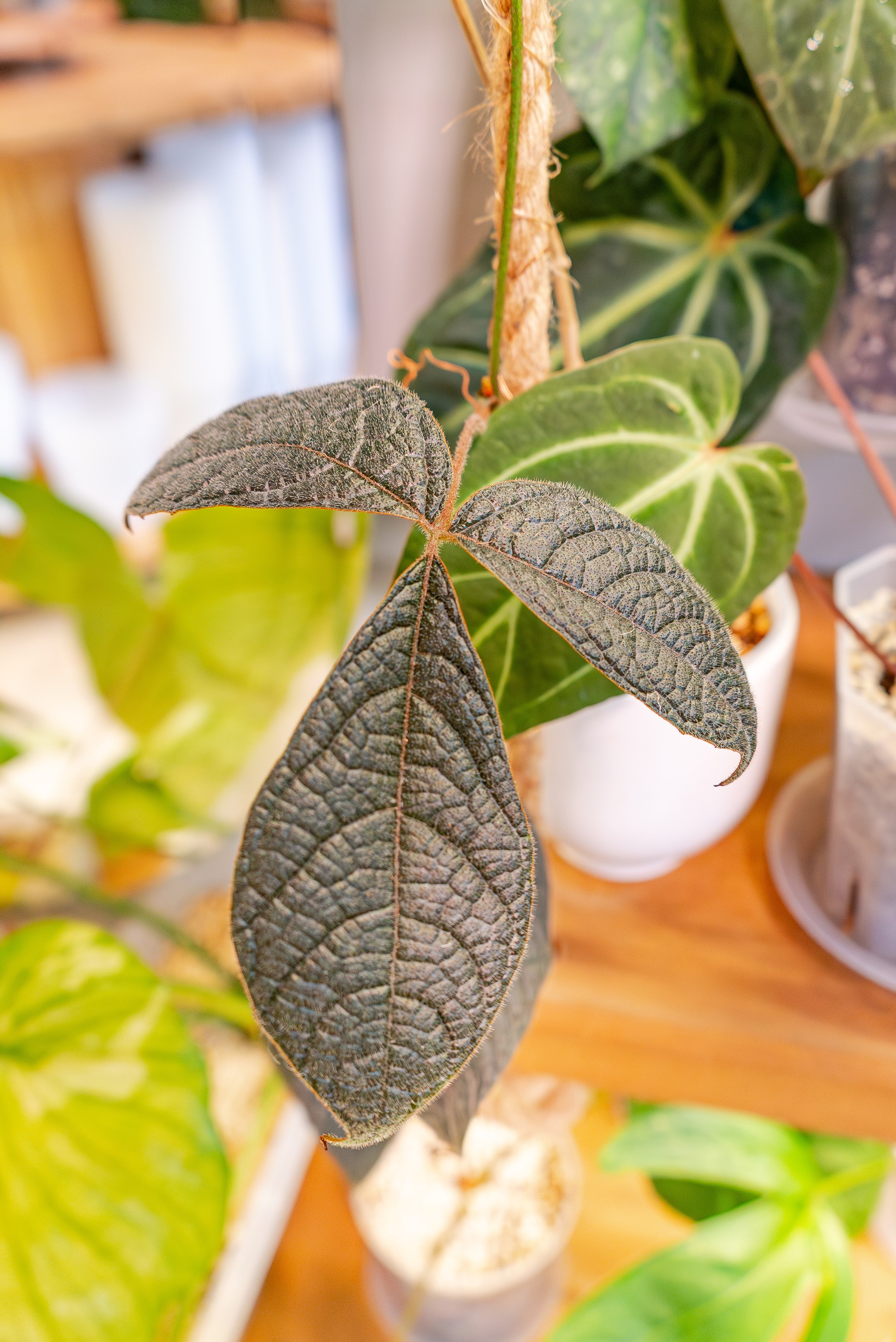 Make more plants. Александра Куликова фотограф, Москва
