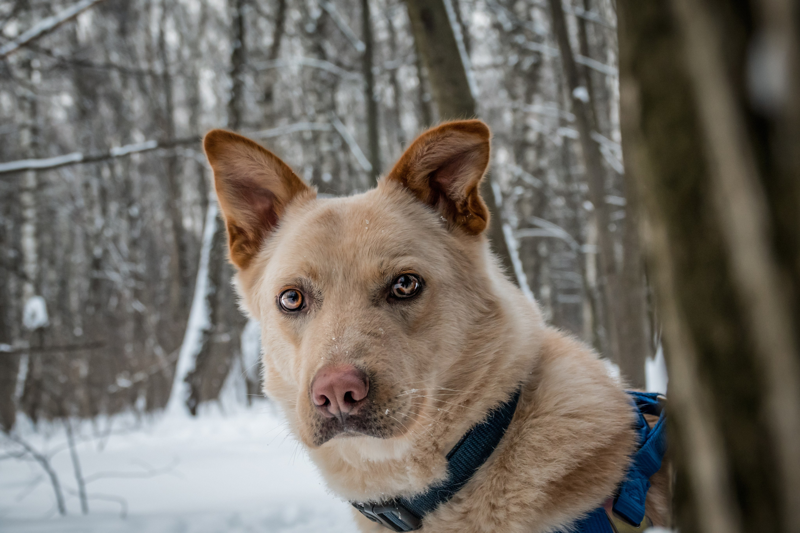 Мокрые носы: Булка, Черни и Марк💔 #ищудом. Фотограф-анималист в Москве Юлия Лайхо