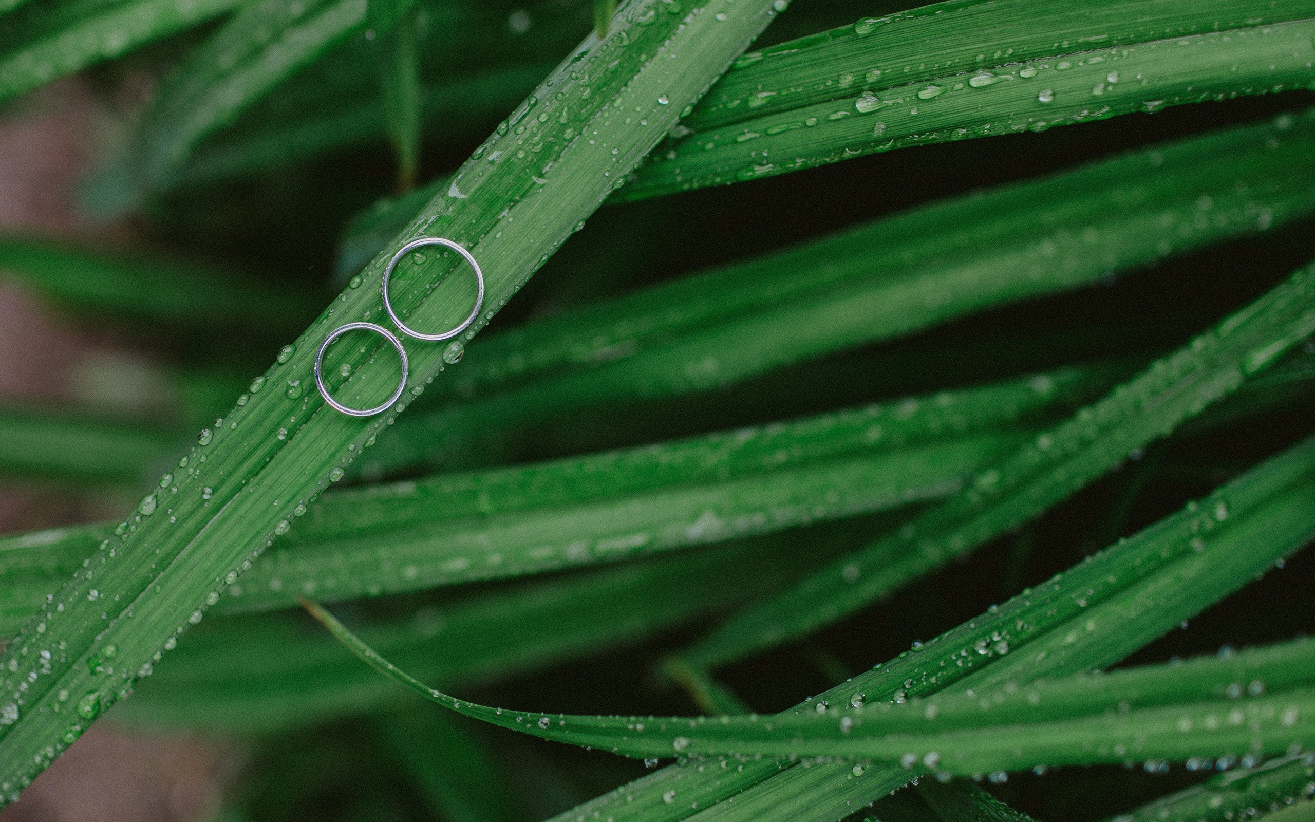 Денис и Алия. Свадебный фотограф Уфа Стерлитамак Сергей Петовраджи