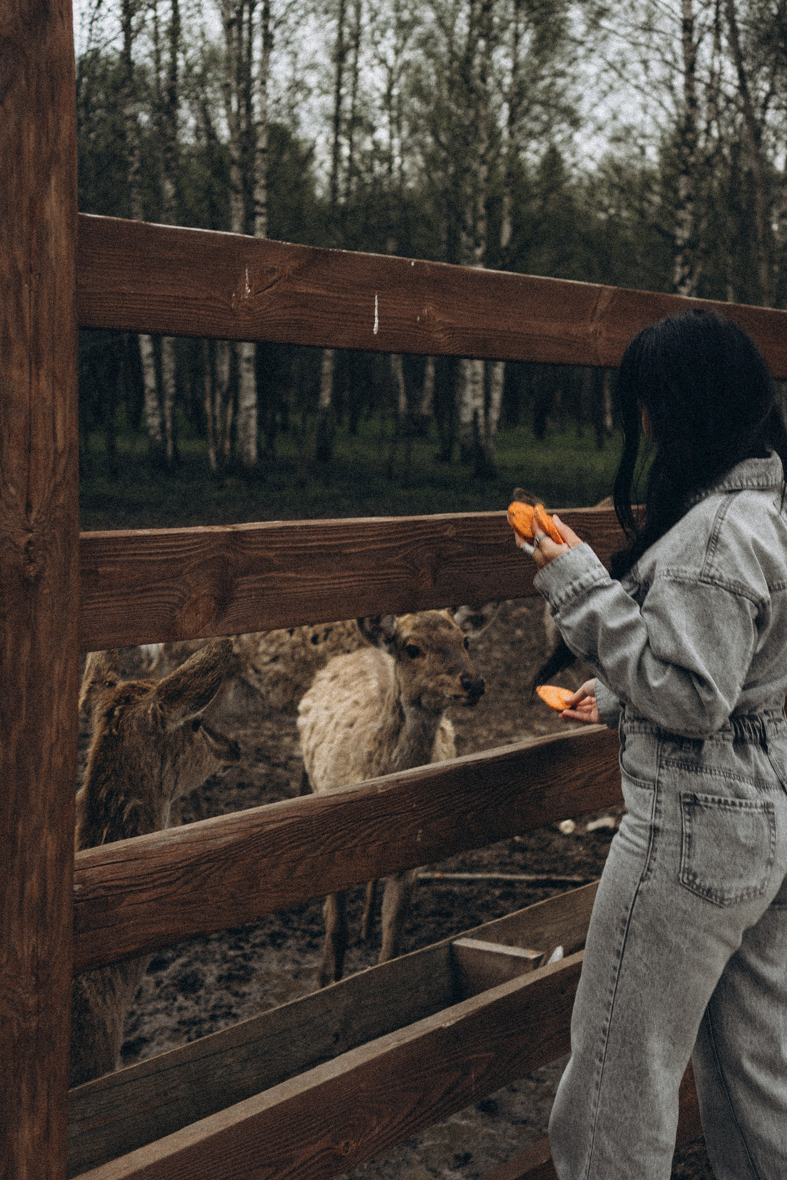 ОЛЕНЬЯ ФЕРМА В ТВЕРИ. Профессиональный фотограф, Санкт-Петербург — Виктория Богомолова